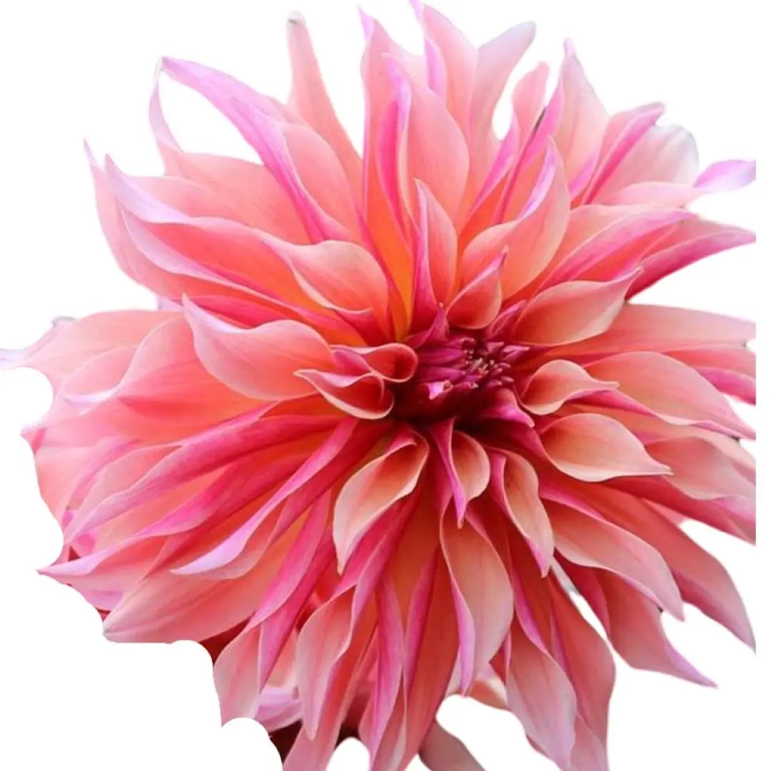 Rooted Cutting (5-pk) Dahlia-Labyrinth PetalPickers RETAIL