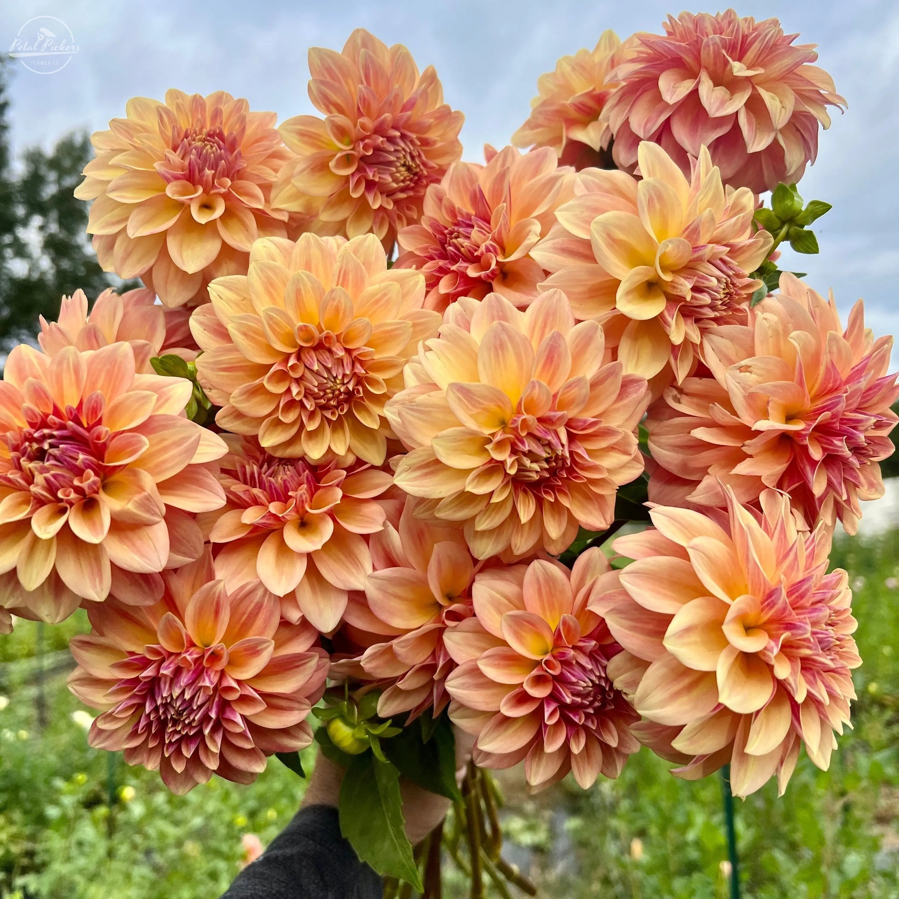 Rooted Cutting (5-pk) Dahlia-Miss Amara PetalPickers RETAIL