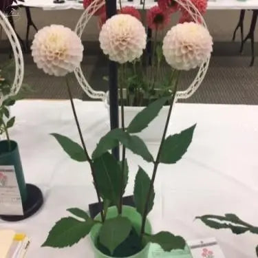 Rooted Cutting (5-pk) Dahlia- Nellie & Grace PetalPickers RETAIL