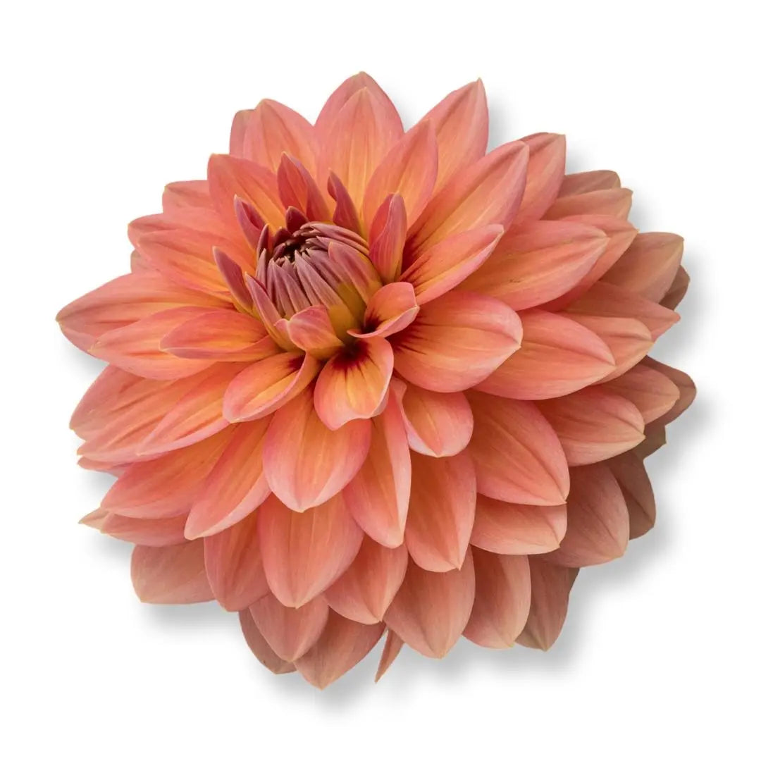 Rooted Cutting (5-pk) Dahlia- Nicholas PetalPickers RETAIL