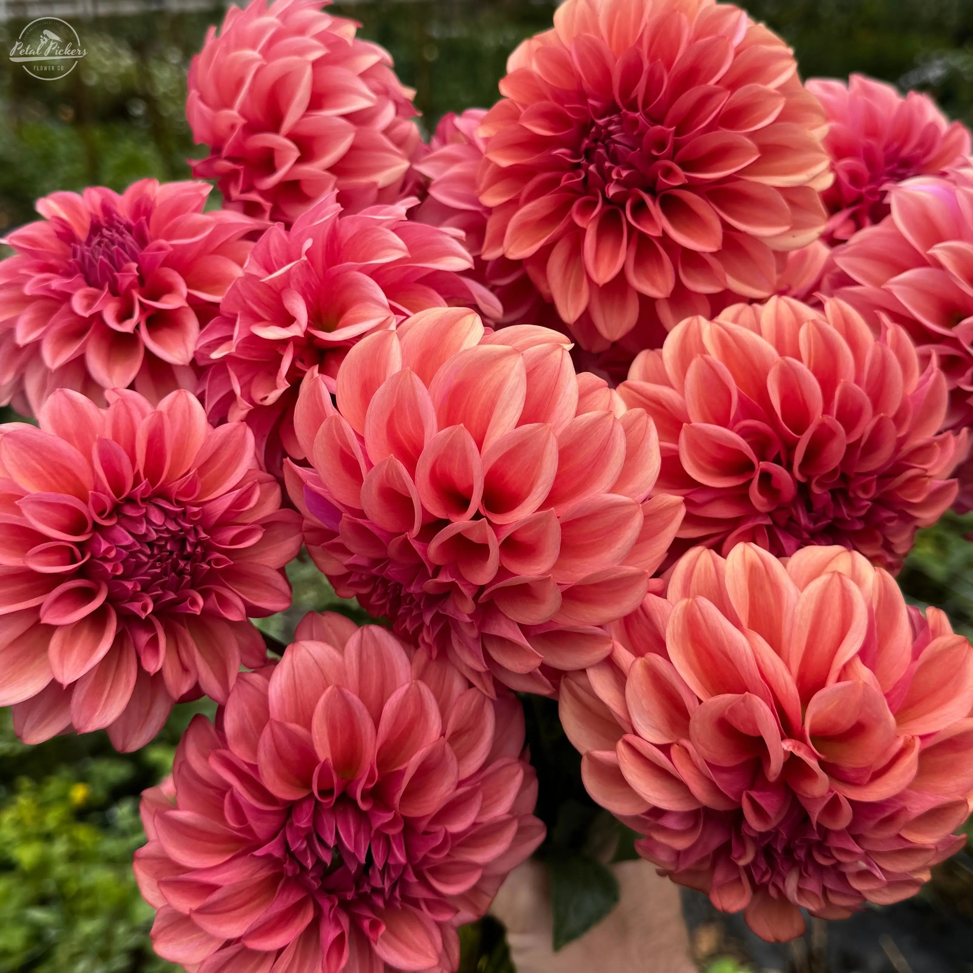 Rooted Cutting (5-pk) Dahlia-Orange Globe PetalPickers RETAIL