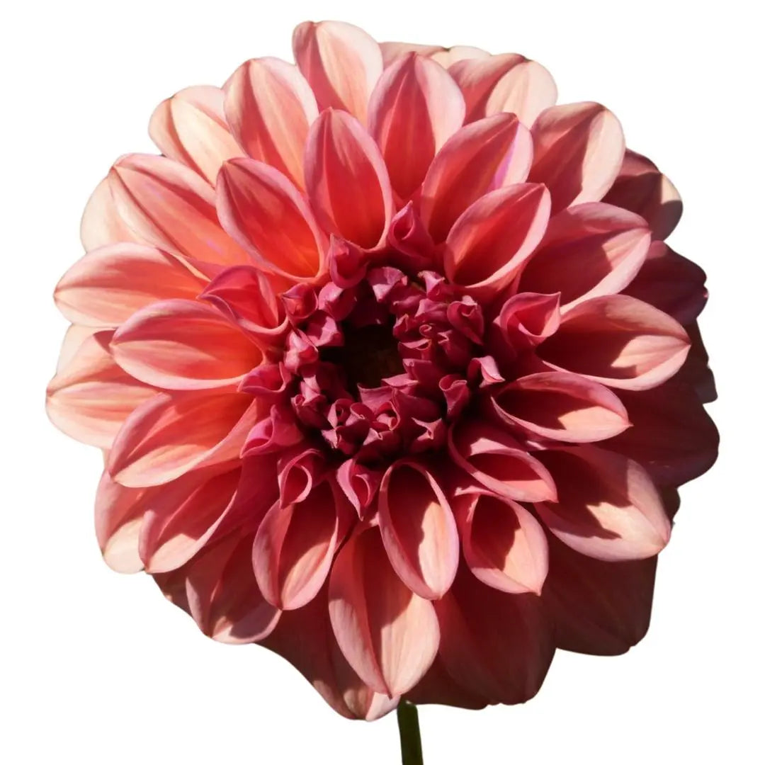 Rooted Cutting (5-pk) Dahlia-Orange Globe PetalPickers RETAIL
