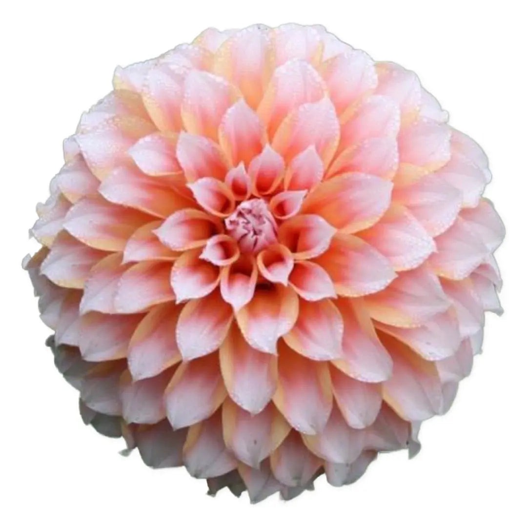Rooted Cutting (5-pk) Dahlia-Peaches N Cream PetalPickers