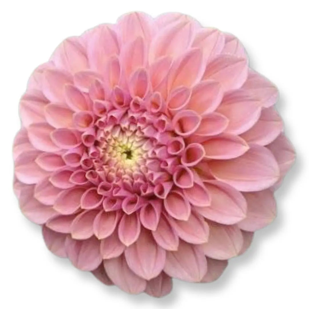 Rooted Cutting (5-pk) Dahlia-Rock Run Ashley PetalPickers