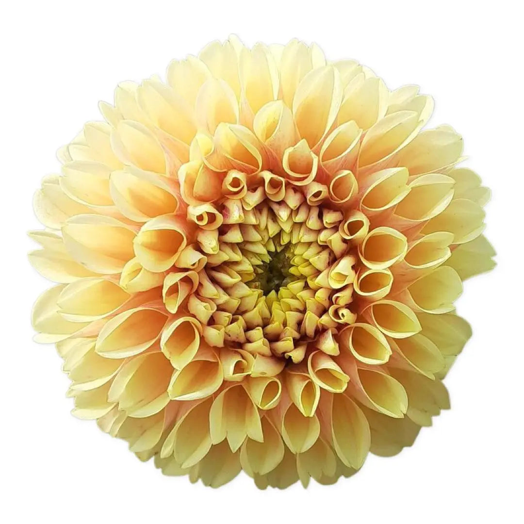 Rooted Cutting (5-pk) Dahlia-Sweet Suzanne PetalPickers