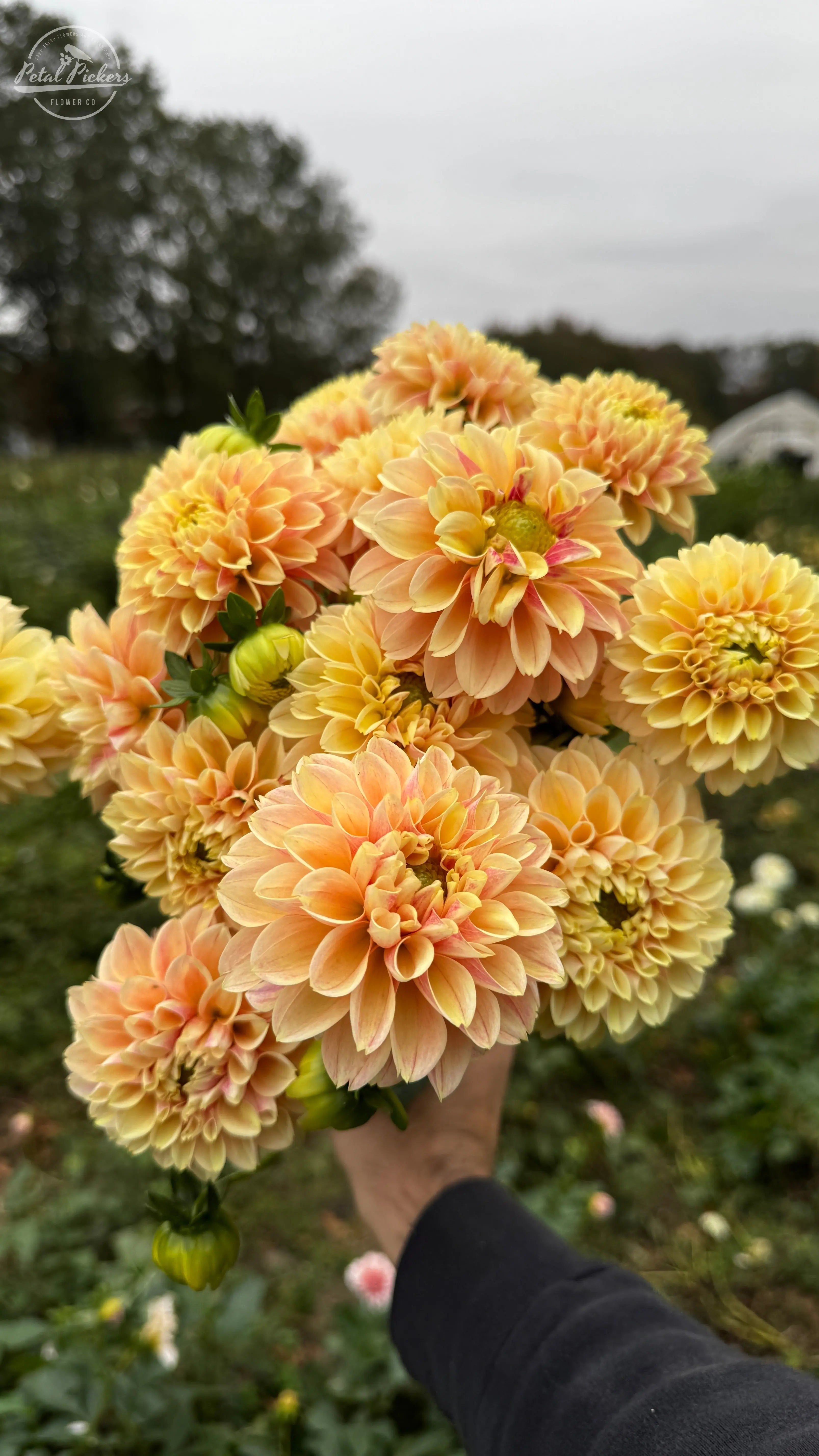 Rooted Cutting (5-pk) Dahlia-Sweet Suzanne PetalPickers