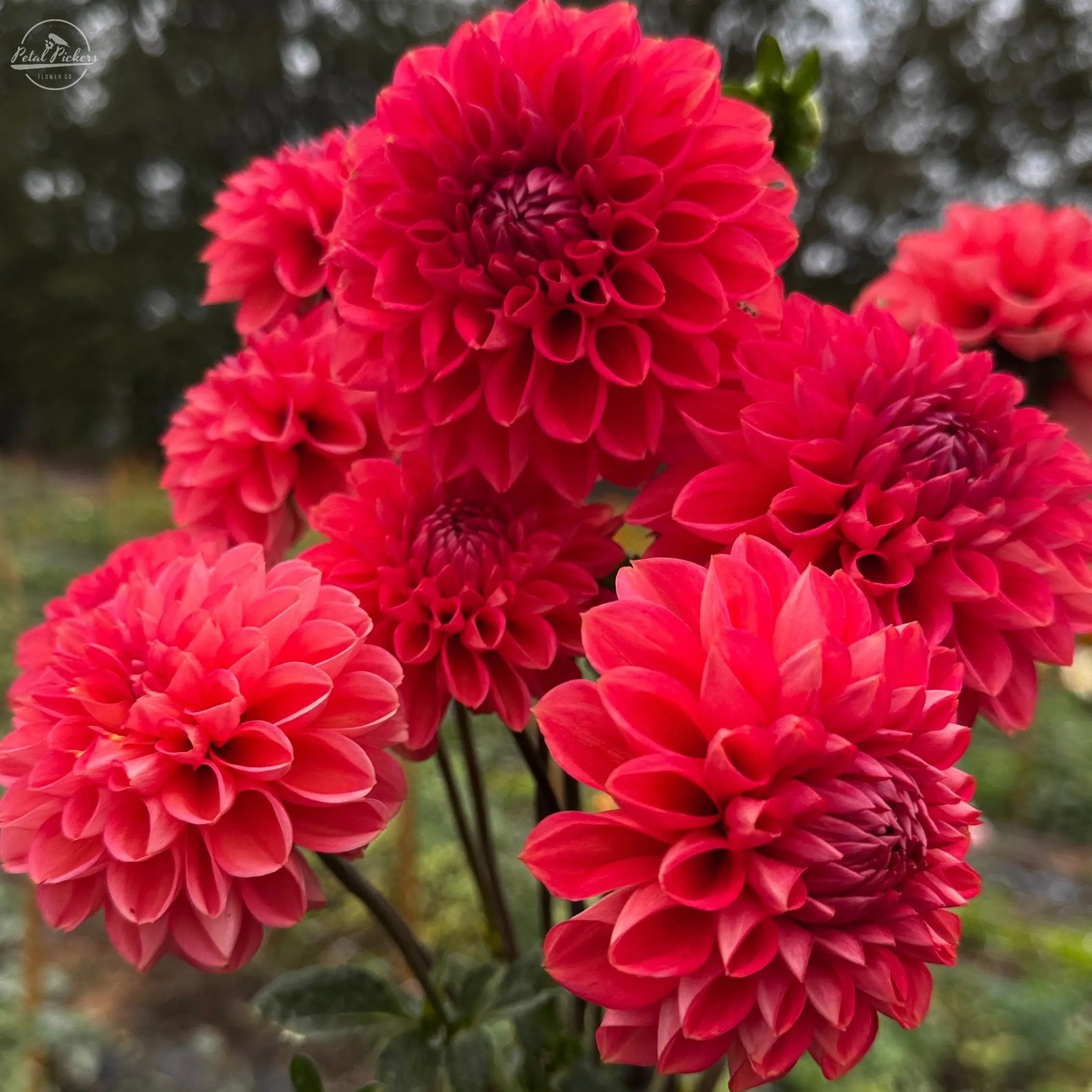 Rooted Cutting (5-pk) Dahlia-Tempest PetalPickers