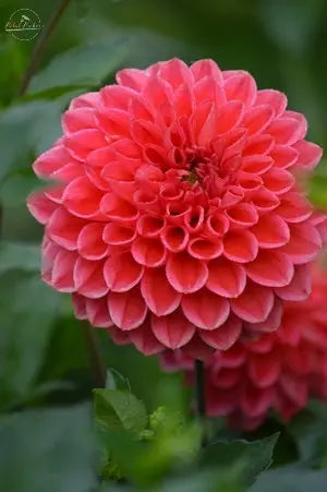 Rooted Cutting (5-pk) Dahlia-Tempest PetalPickers