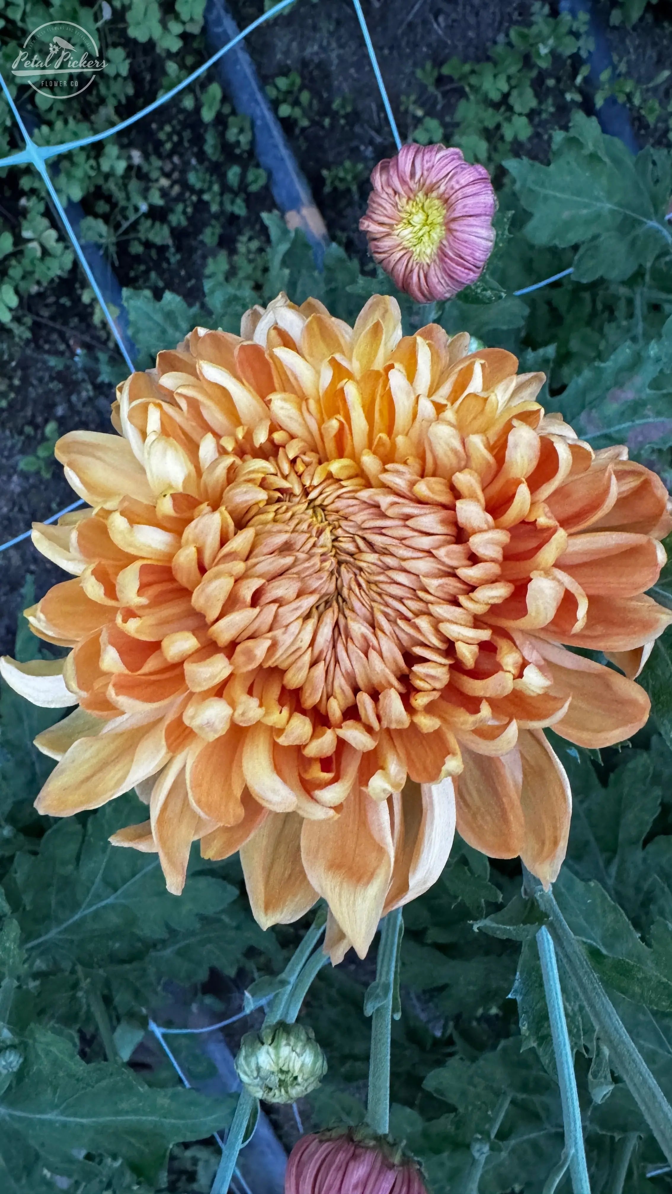 Rooted Cutting (5-pk) Heirloom Mum- Apricot Alexis PetalPickers RETAIL