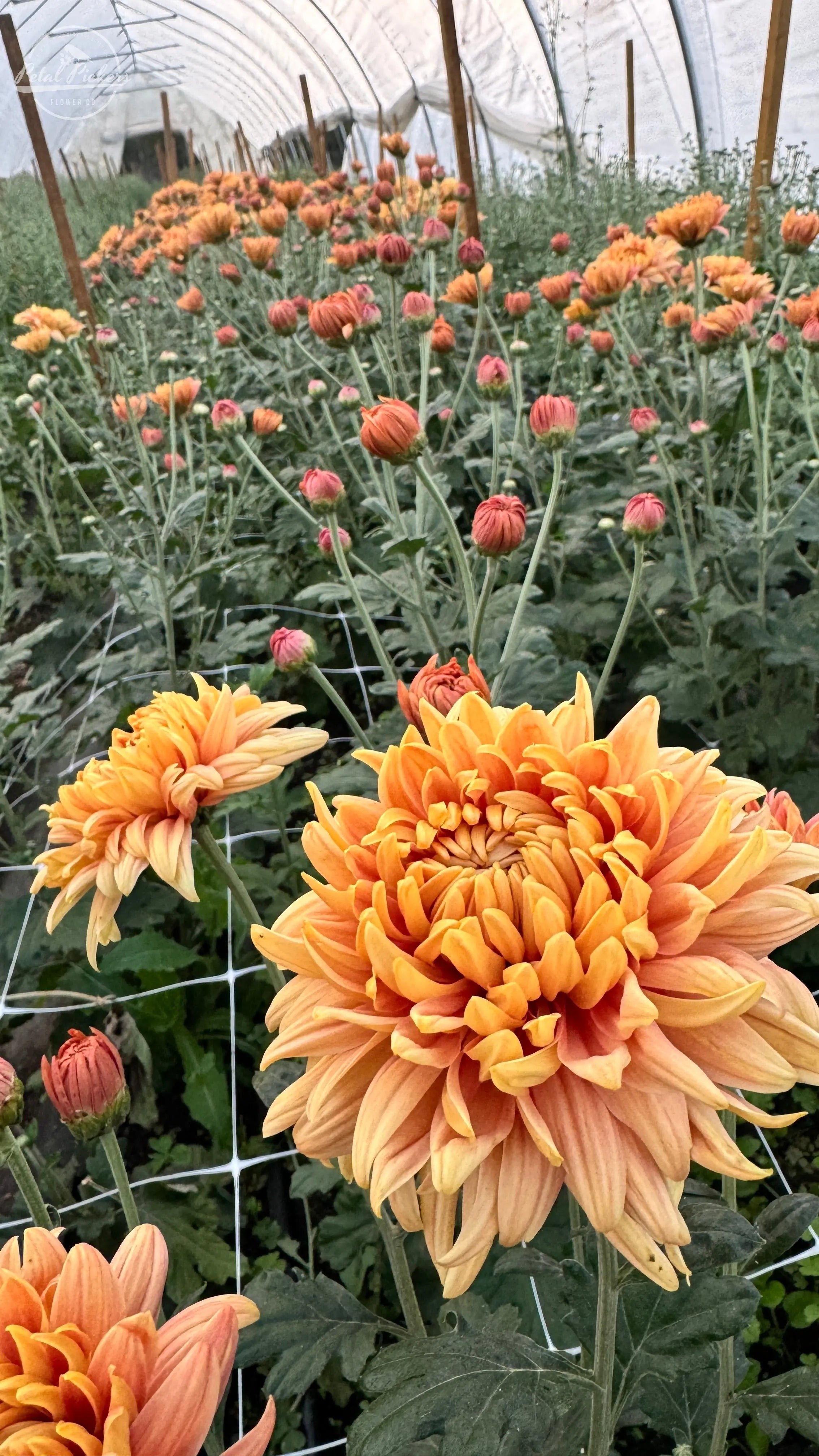 Rooted Cutting (5-pk) Heirloom Mum- Fall Affair PetalPickers RETAIL