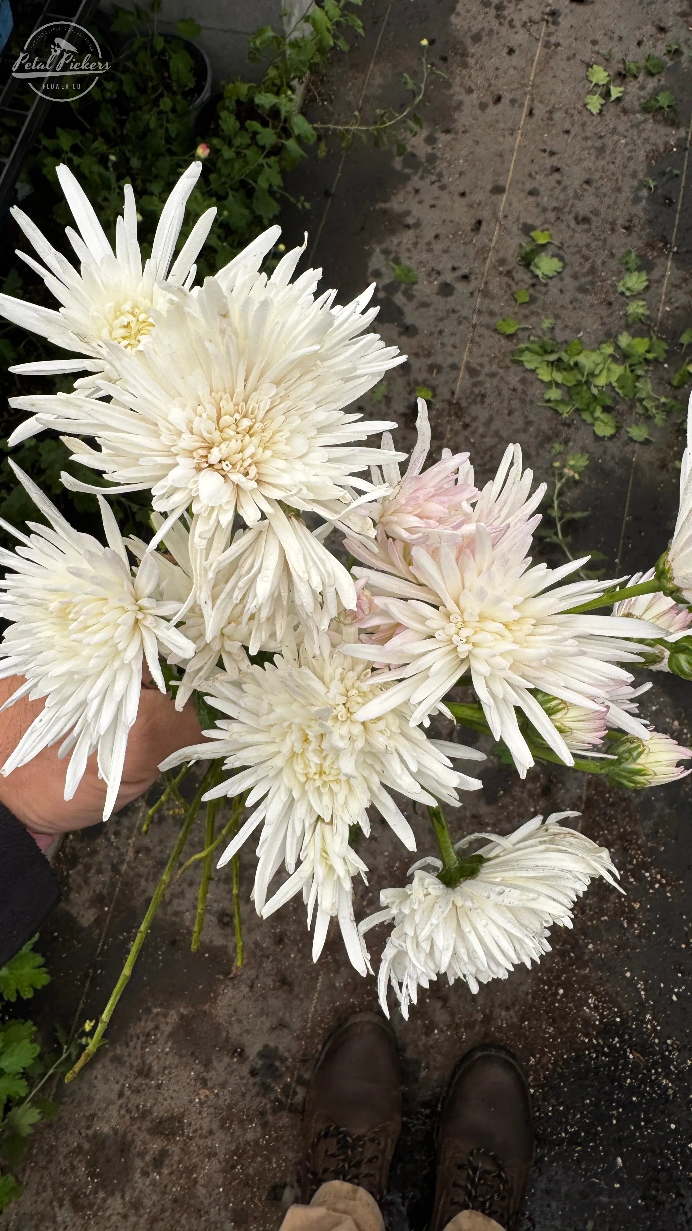 Rooted Cutting (5-pk) Heirloom Mum- Lone Star PetalPickers RETAIL