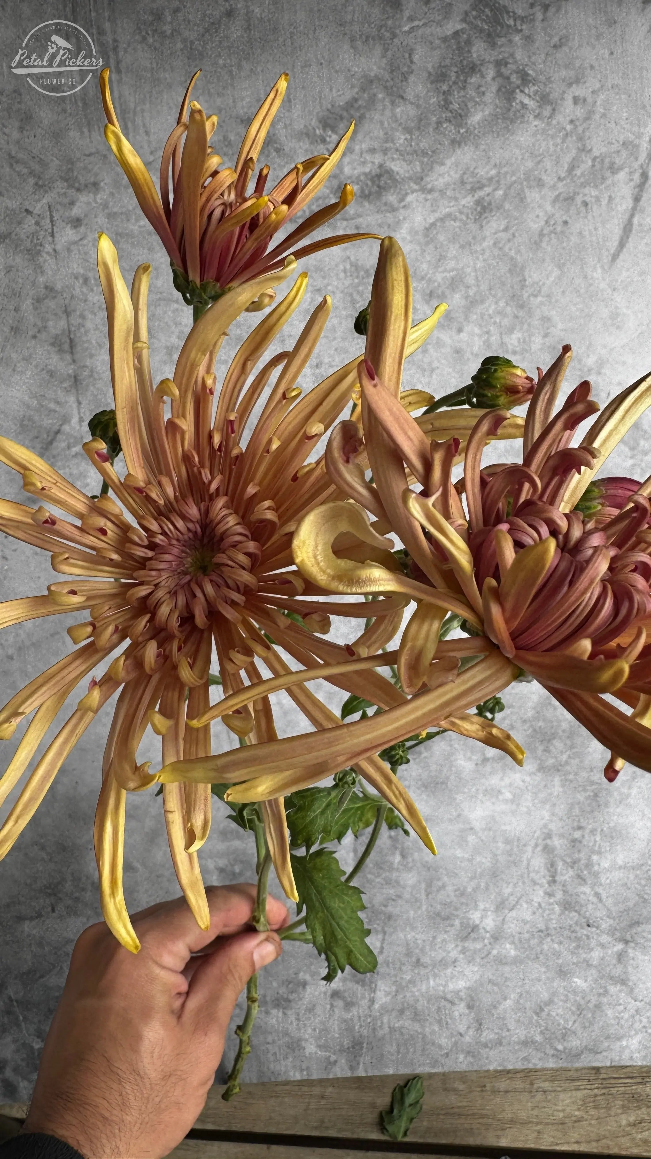 Rooted Cutting (5-pk) Heirloom Mum- Mocha PetalPickers RETAIL
