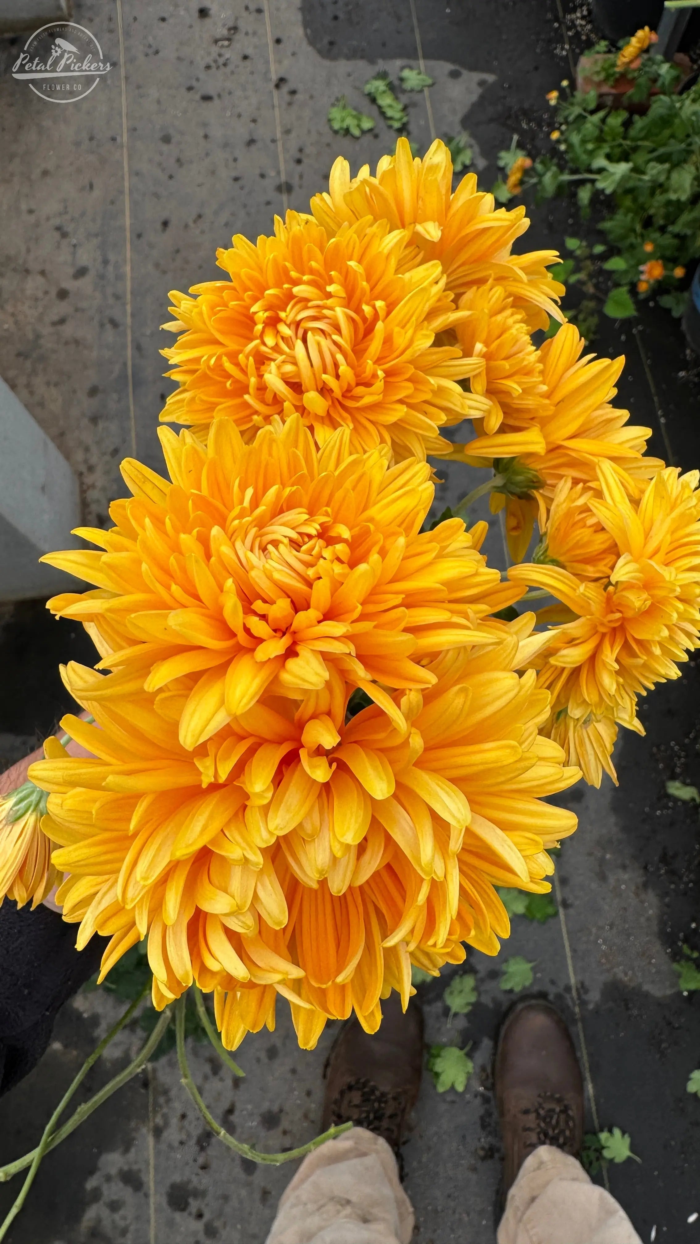 Rooted Cutting (5-pk) Heirloom Mum- Pumpkin Eyes PetalPickers RETAIL