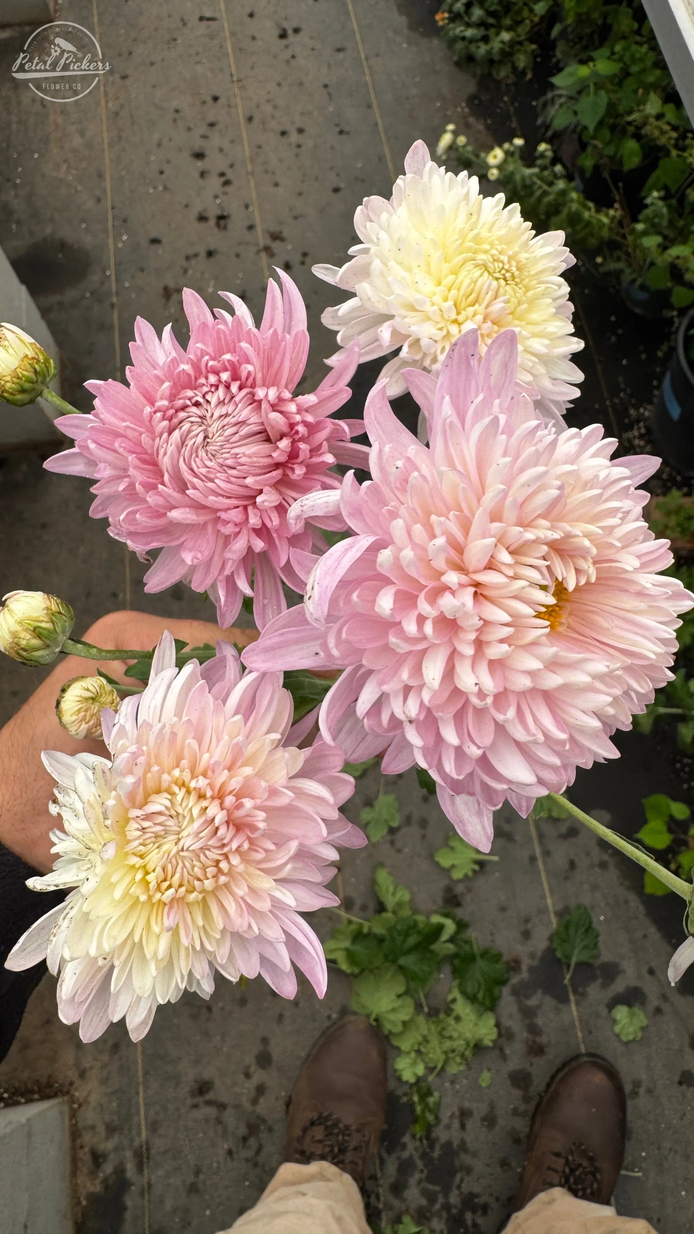 Rooted Cutting (5-pk) Heirloom Mum- Savannah Charlton PetalPickers RETAIL