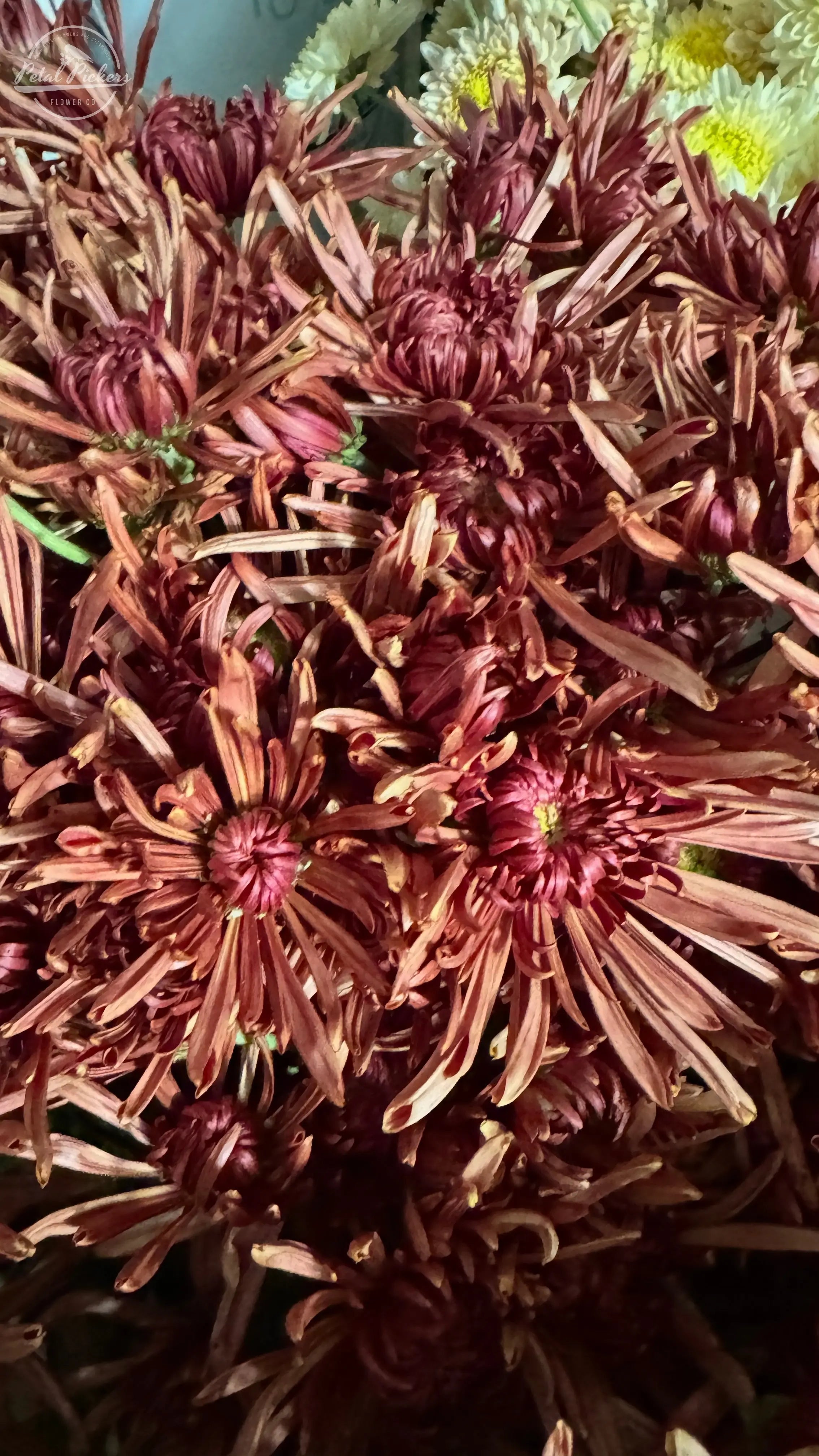 Rooted Cutting (5-pk) Heirloom Mum- Seaton's Coffee PetalPickers RETAIL
