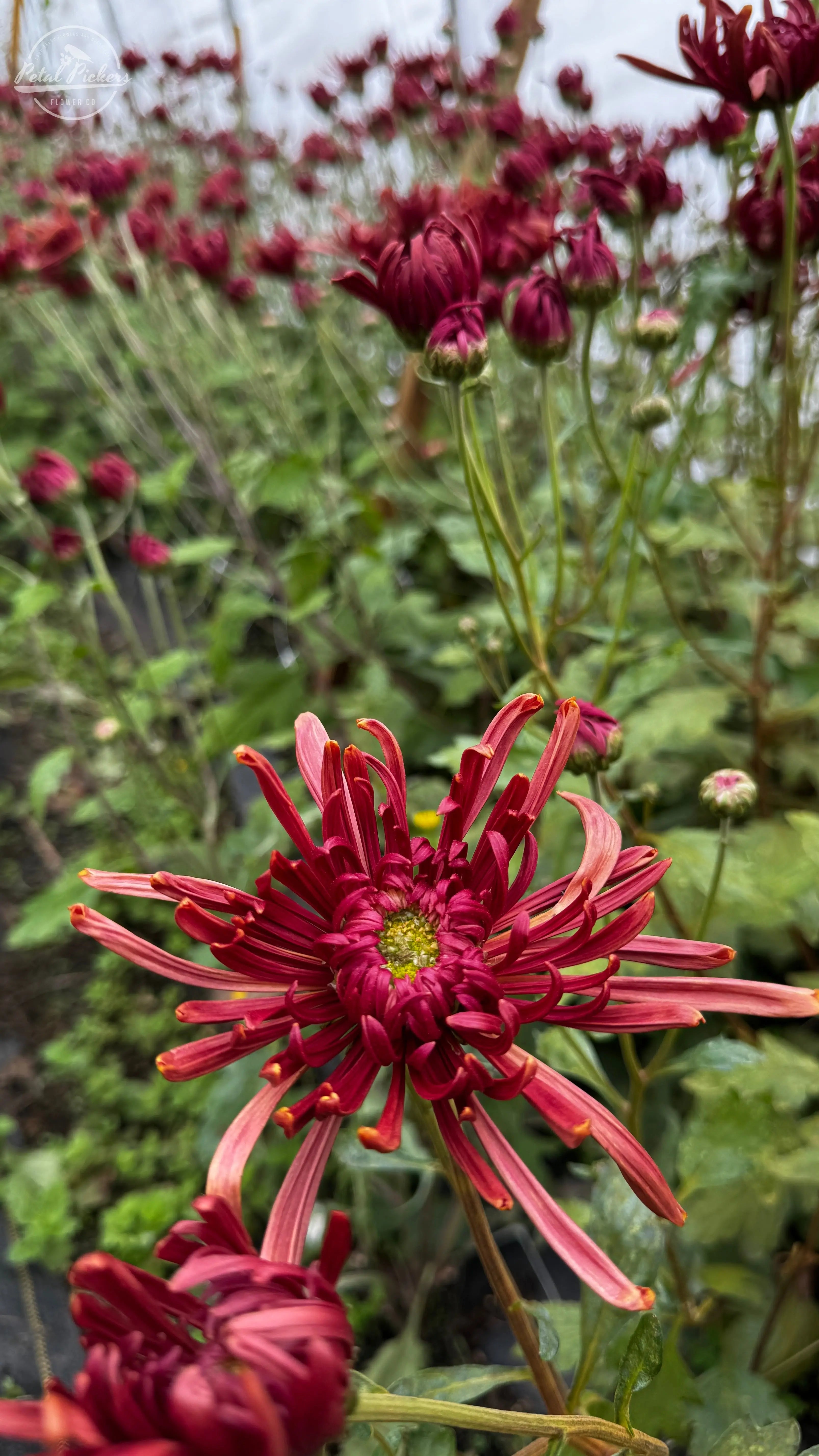 Rooted Cutting (5-pk) Heirloom Mum- Seaton's Coffee PetalPickers RETAIL