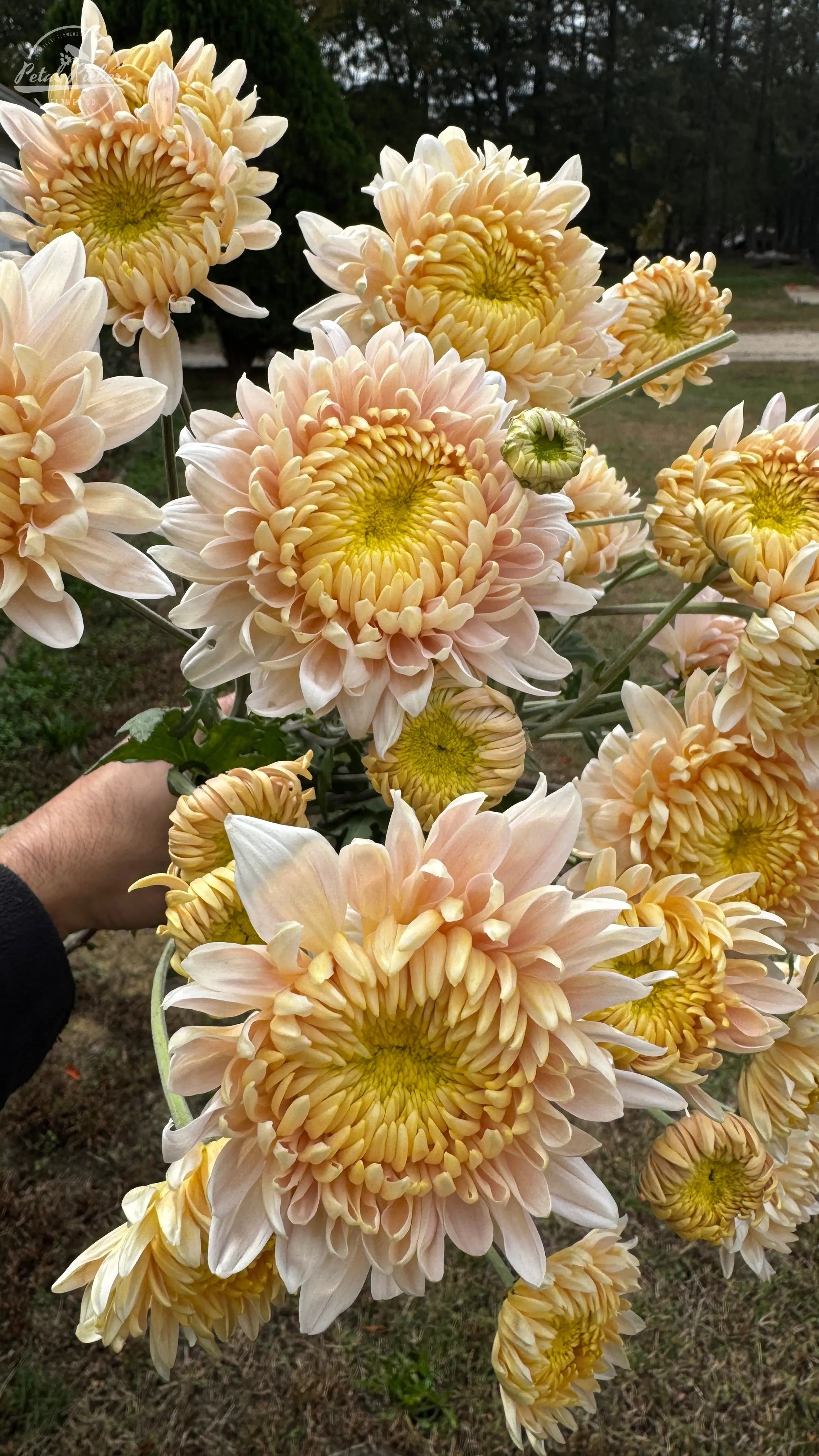 Rooted Cutting (5-pk) Heirloom Mum-Seaton's Je' Dore PetalPickers RETAIL