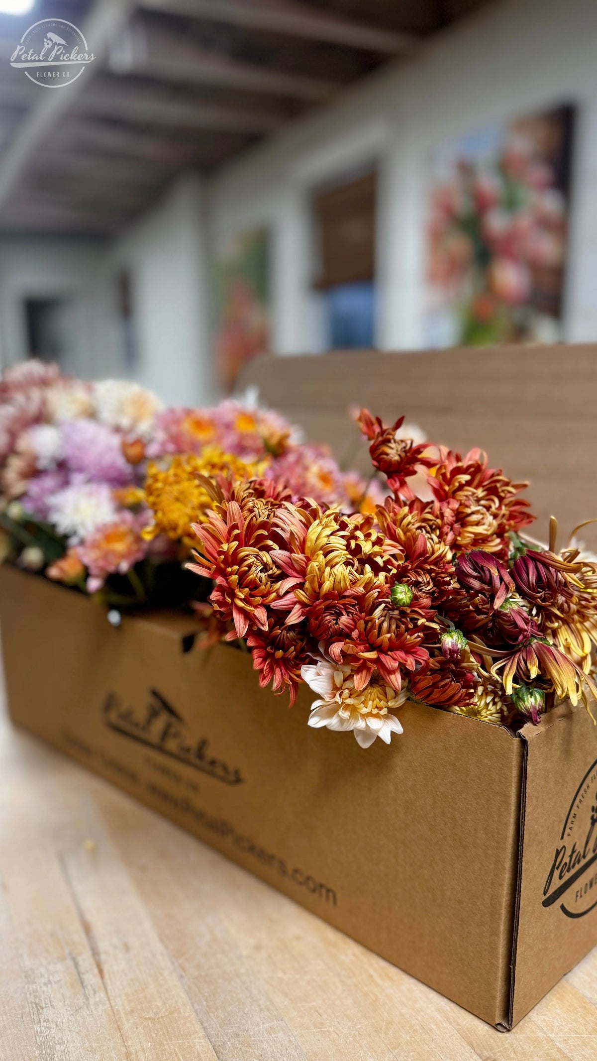 Single Shipment- Heirloom Mum Box PetalPickers RETAIL