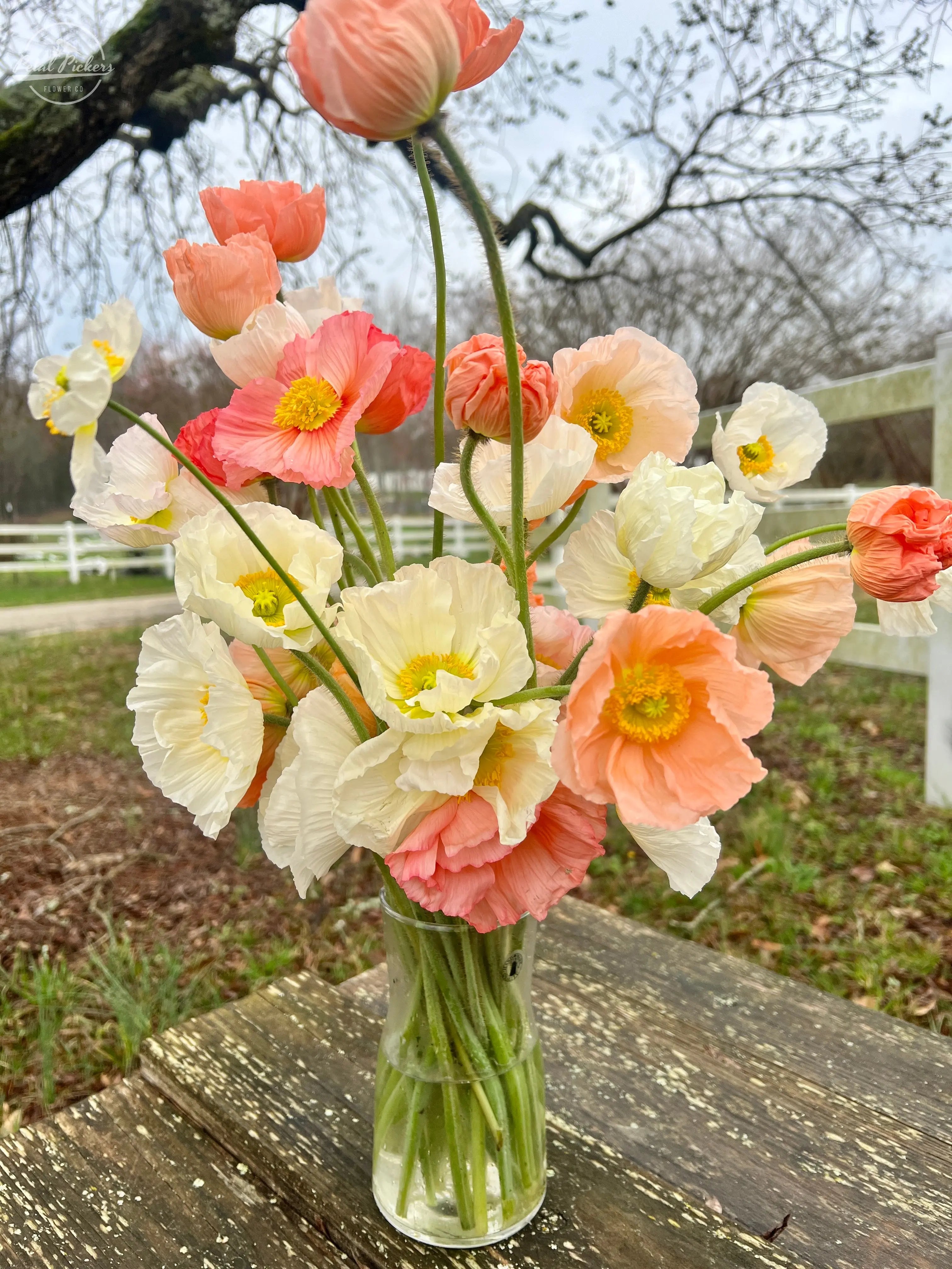 Single Shipment- Italian Poppies PetalPickers RETAIL
