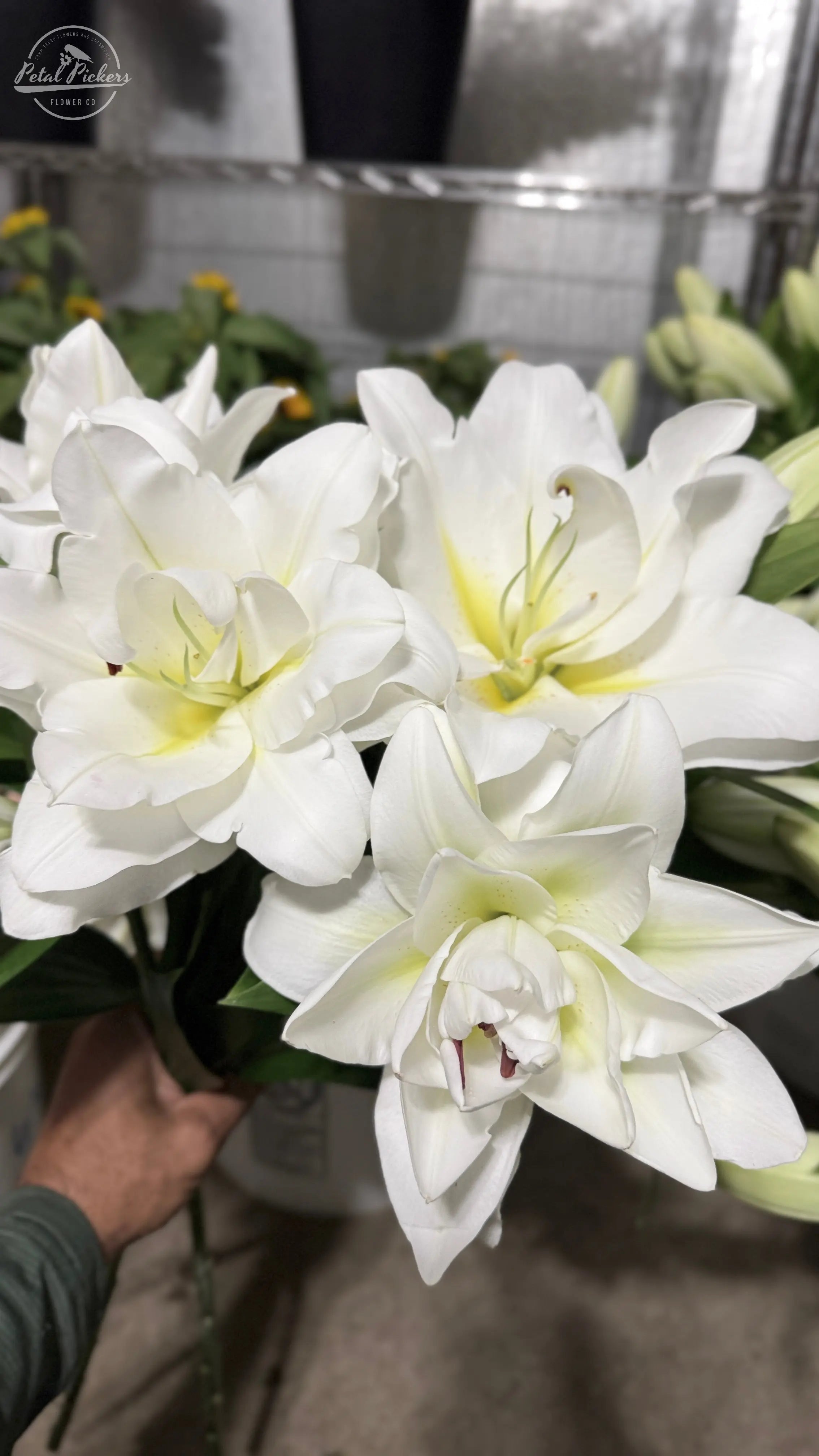 Single Shipment- White Double Oriental Lilies PetalPickers RETAIL