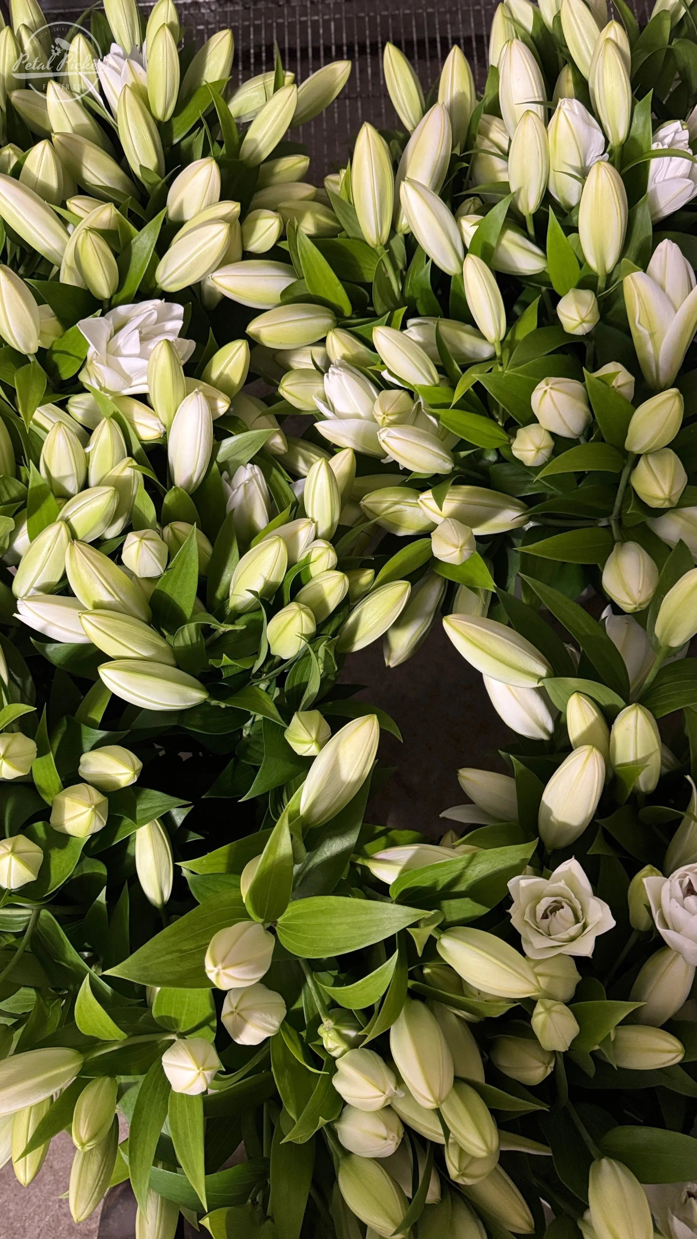 Single Shipment- White Double Oriental Lilies PetalPickers RETAIL