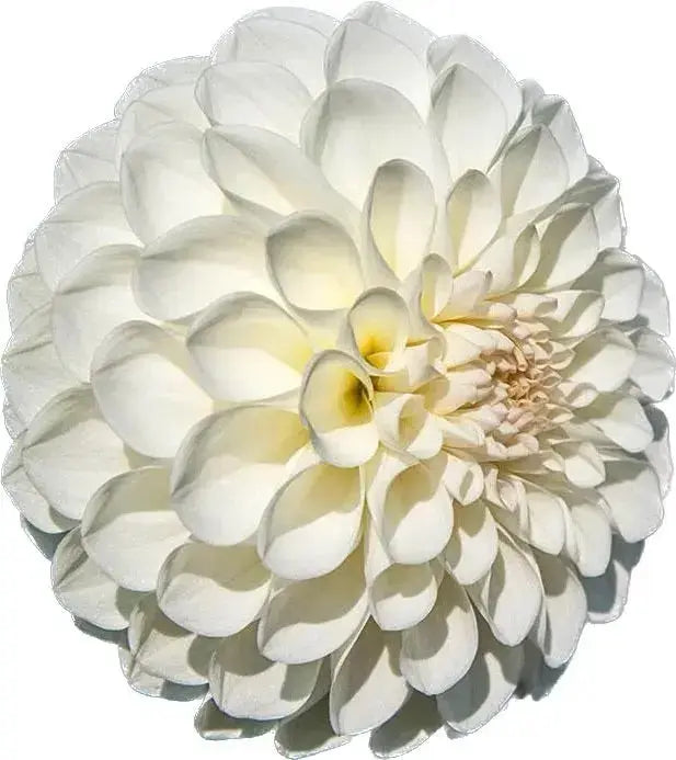 Boom Boom White PetalPickers RETAIL
