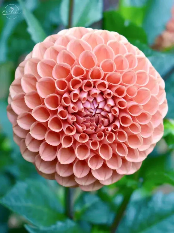 Spring Shipped- Cornel Bronze Dahlia Tuber PetalPickers