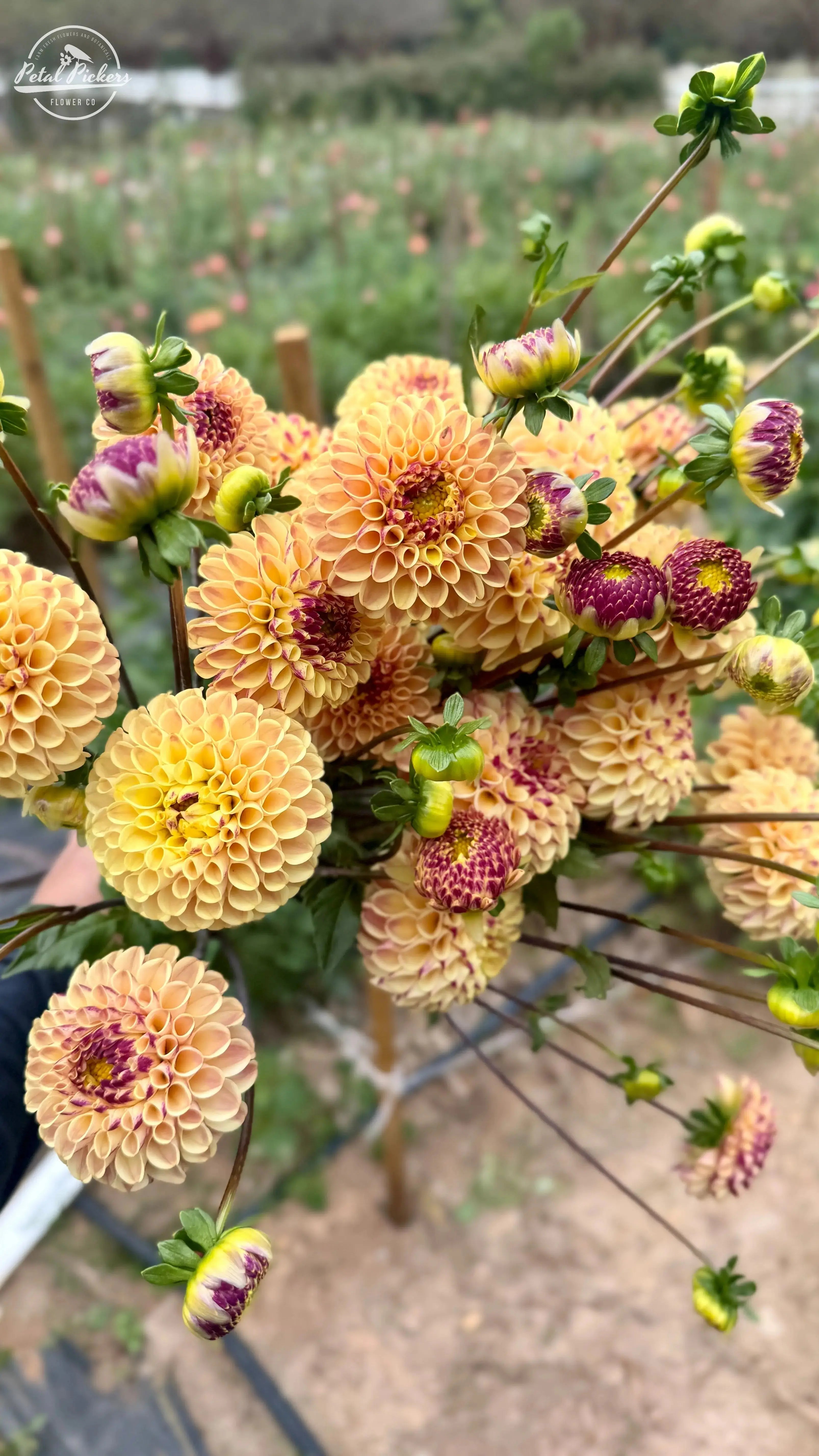 Fall Shipped- Ferncliff Spice Dahlia Tuber PetalPickers RETAIL
