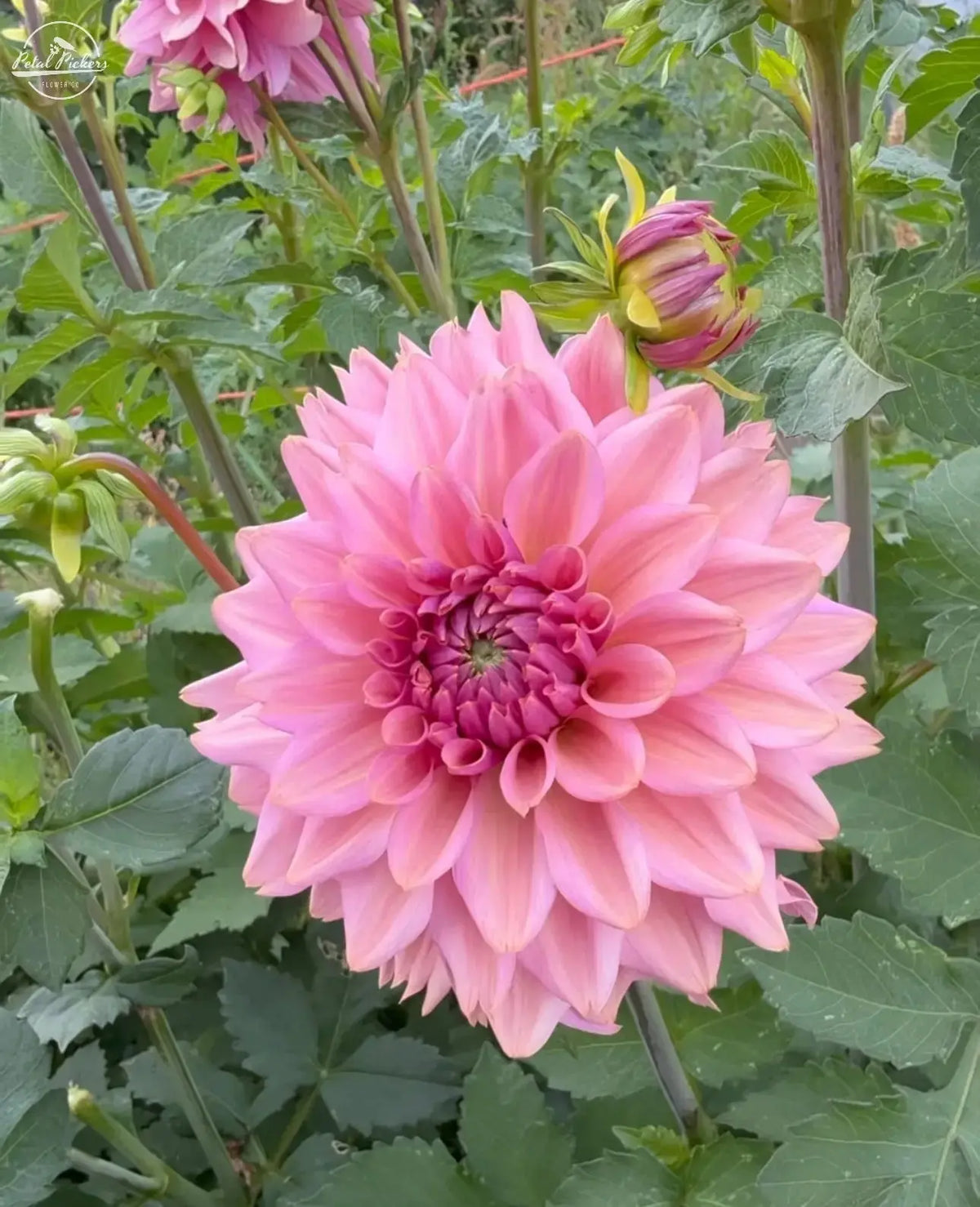 Spring Shipped- La Belle Epoque Dahlia Tuber PetalPickers RETAIL