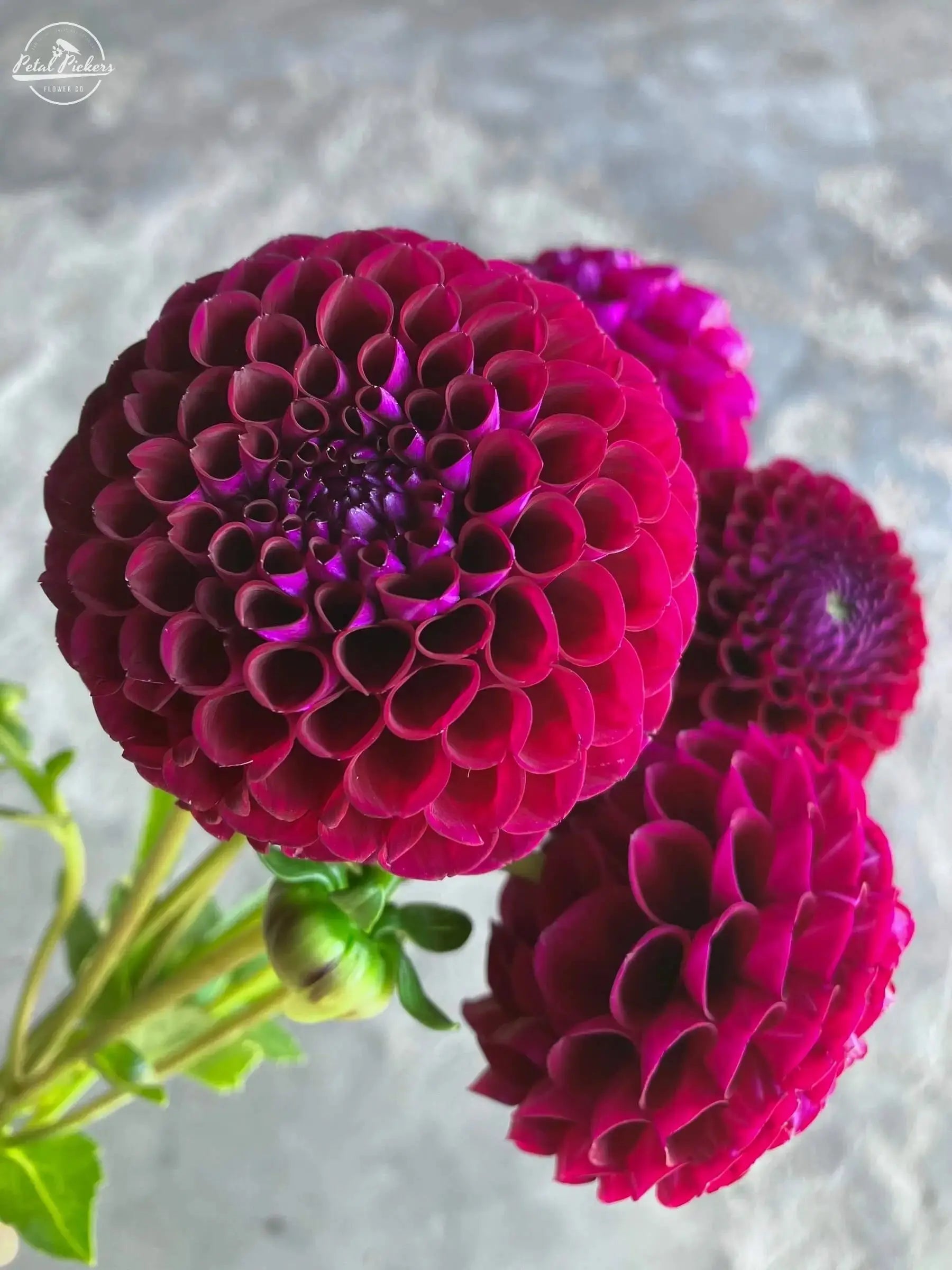 Fall Shipped- Ivanetti Dahlia Tuber PetalPickers RETAIL
