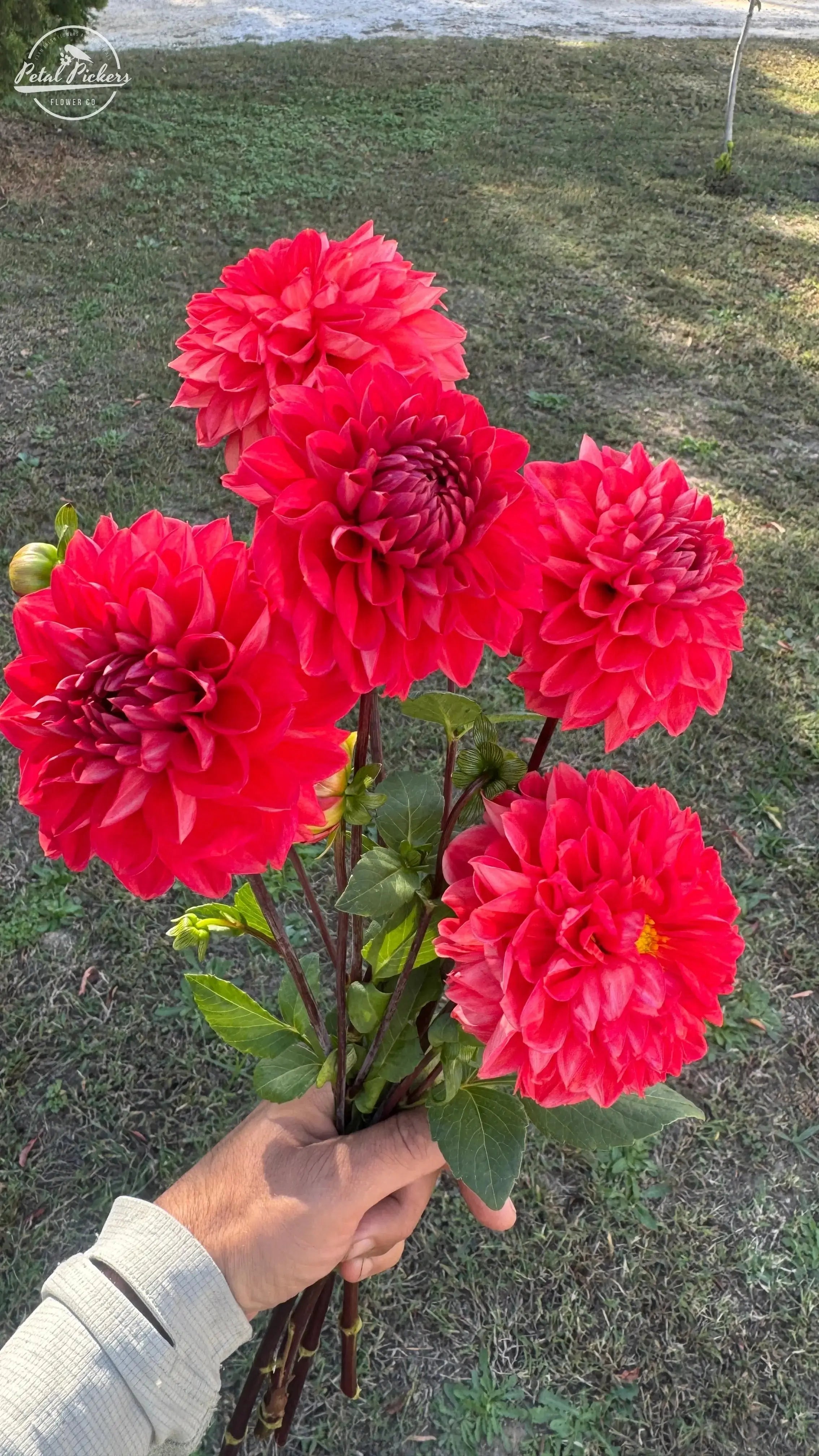 Spring Shipped- Intrigue Dahlia Tuber PetalPickers RETAIL