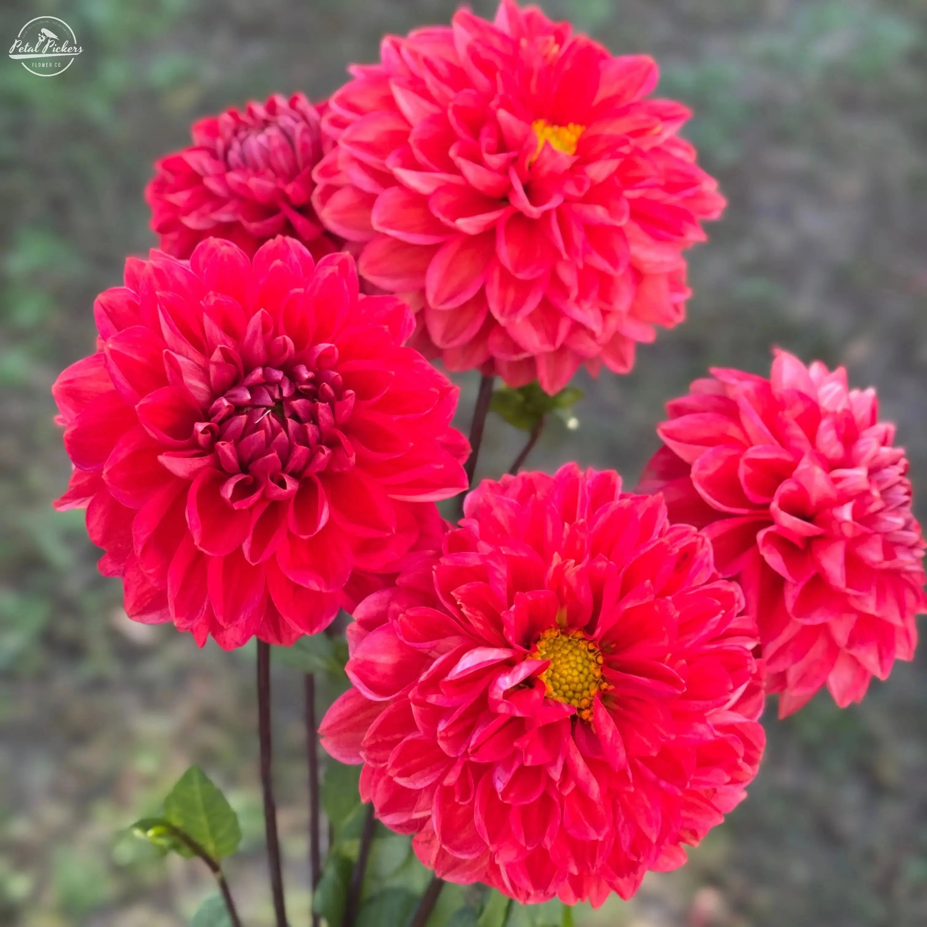 Spring Shipped- Intrigue Dahlia Tuber PetalPickers RETAIL