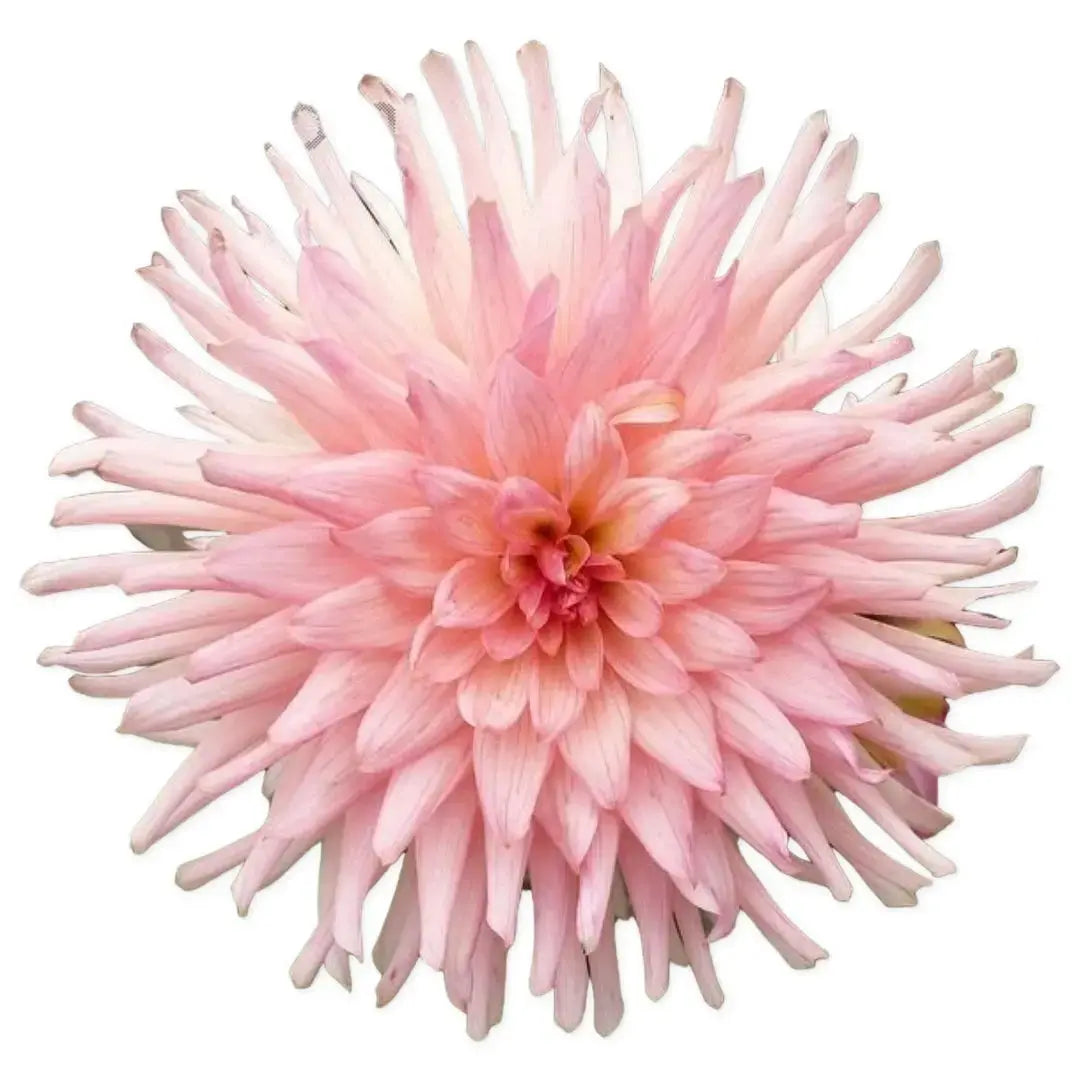 Preference PetalPickers