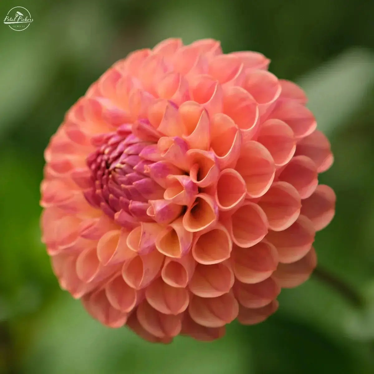 Spring Shipped- Ghislaine PetalPickers RETAIL