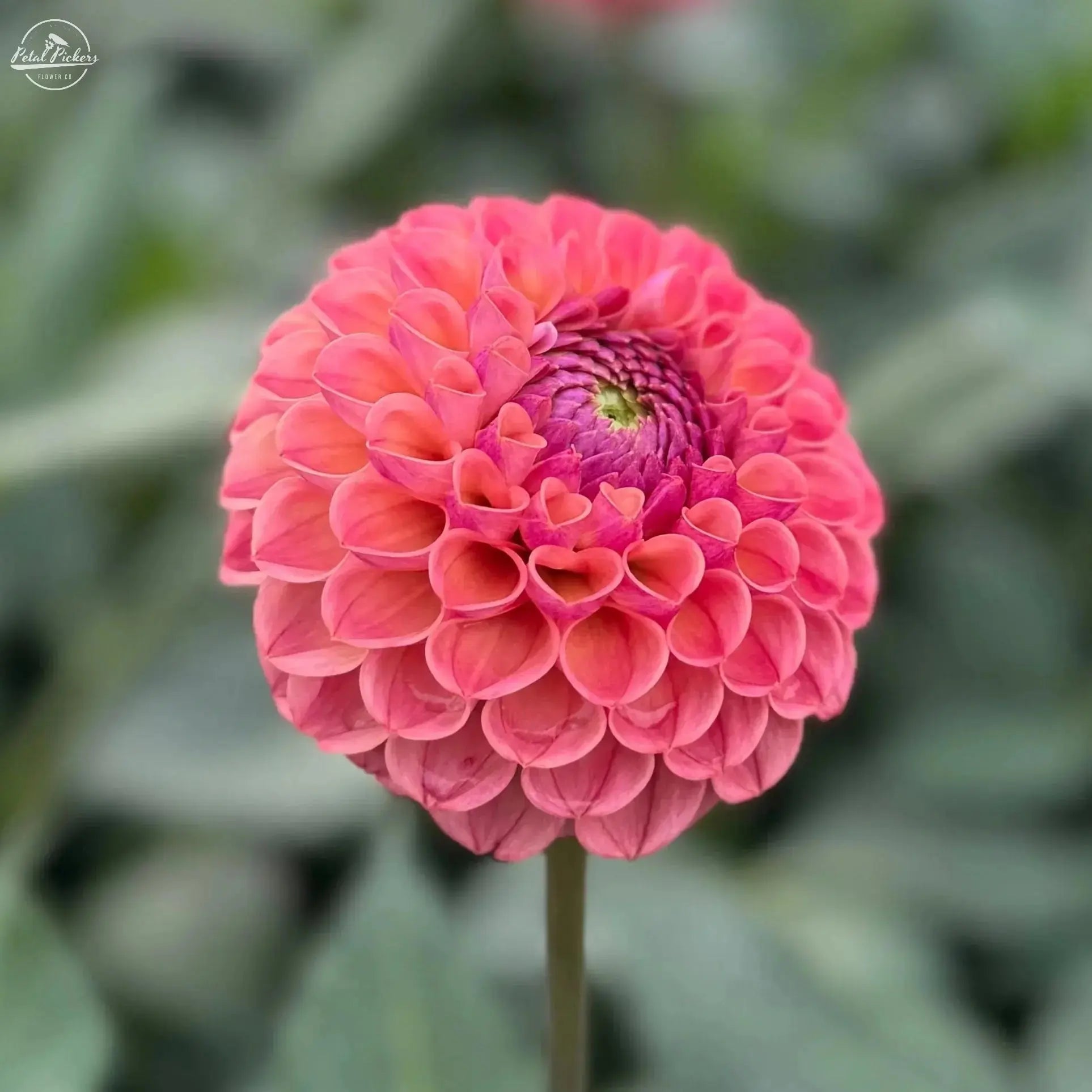 Spring Shipped- Ghislaine PetalPickers RETAIL