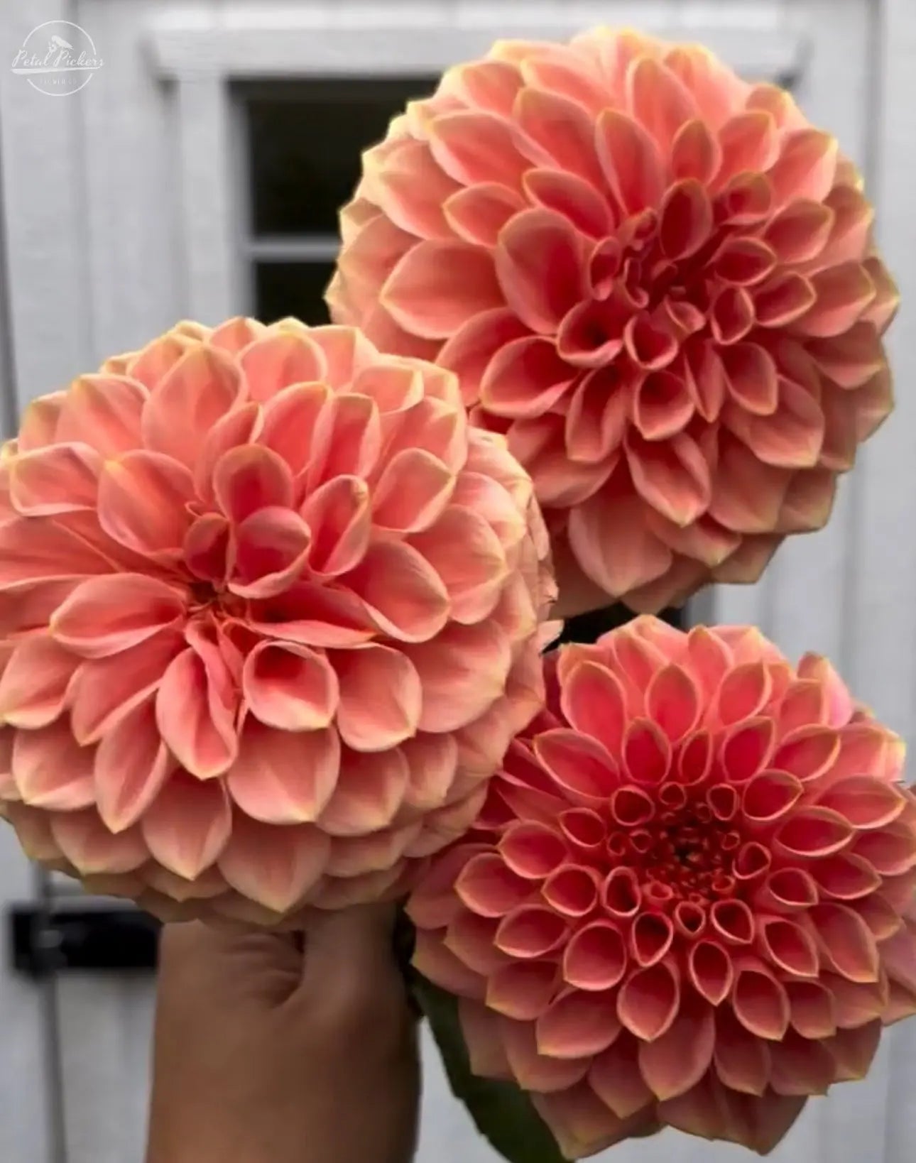 Spring Shipped- Romance PetalPickers RETAIL