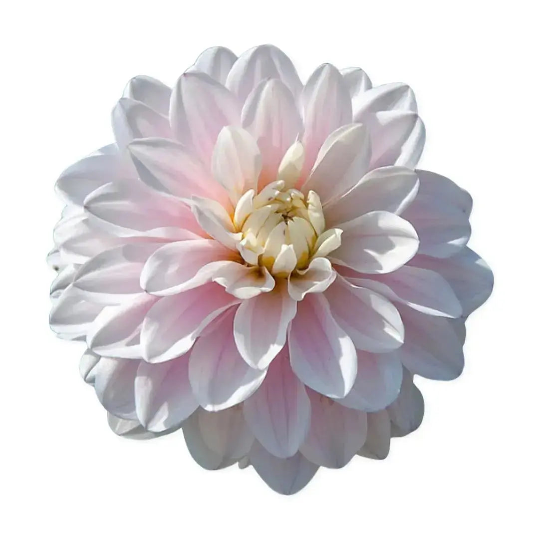 Silver Years PetalPickers