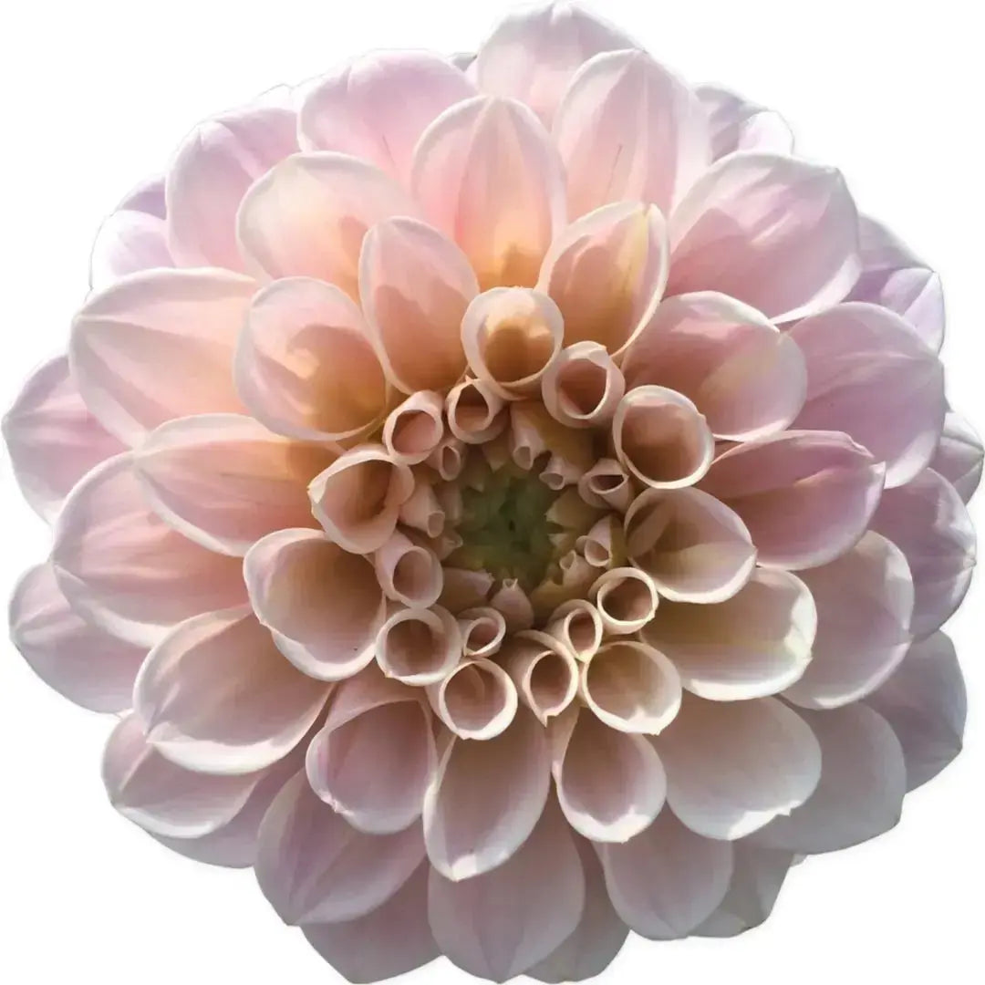 Sweet Nathalie PetalPickers