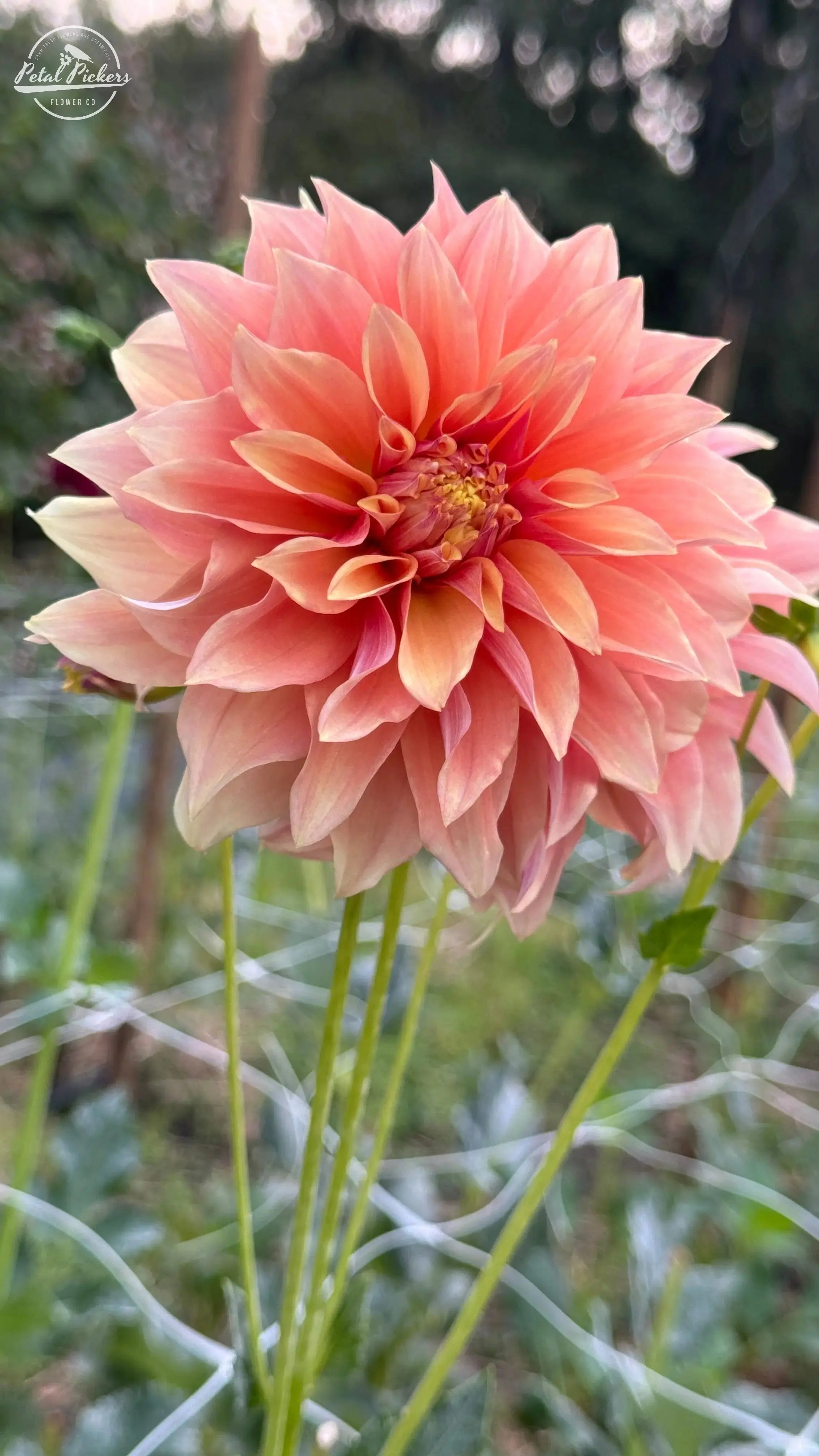 Fall Shipped- Tyrell Dahlia Tuber PetalPickers RETAIL