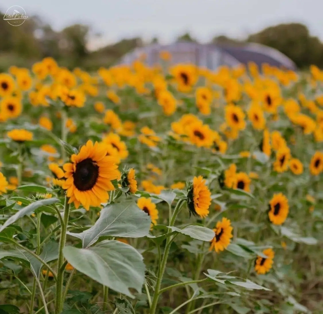 Sunflower- Procut Horizon PetalPickers RETAIL