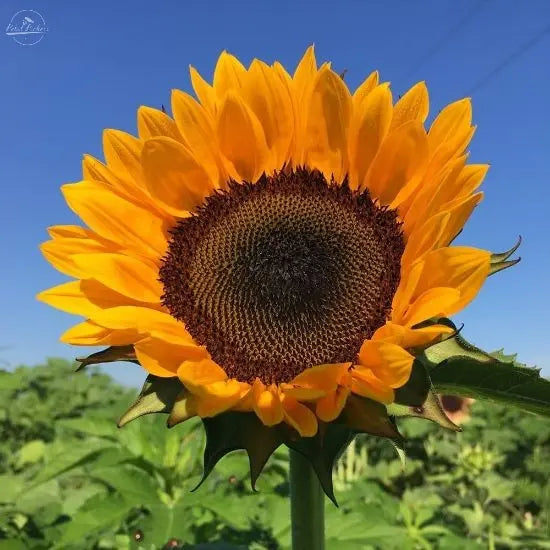 Sunflower- Procut Orange Excel PetalPickers RETAIL