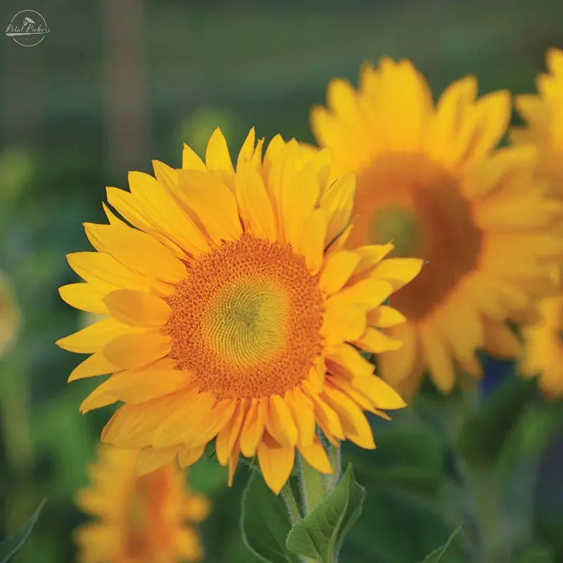 Sunflower- Vincent's Fresh PetalPickers RETAIL