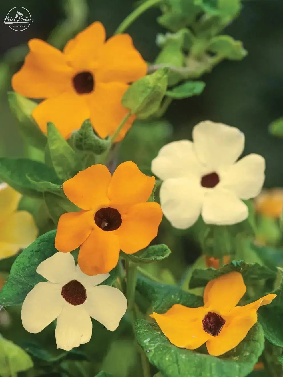 Black-Eyed Susan Vine- "Susie Mix" PetalPickers RETAIL