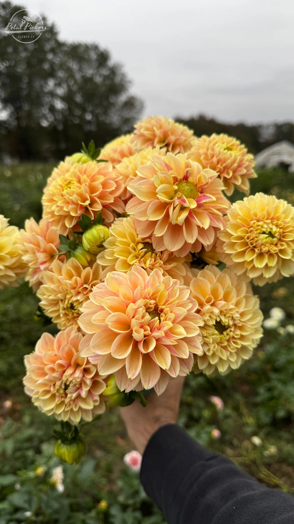Sweet Suzanne PetalPickers