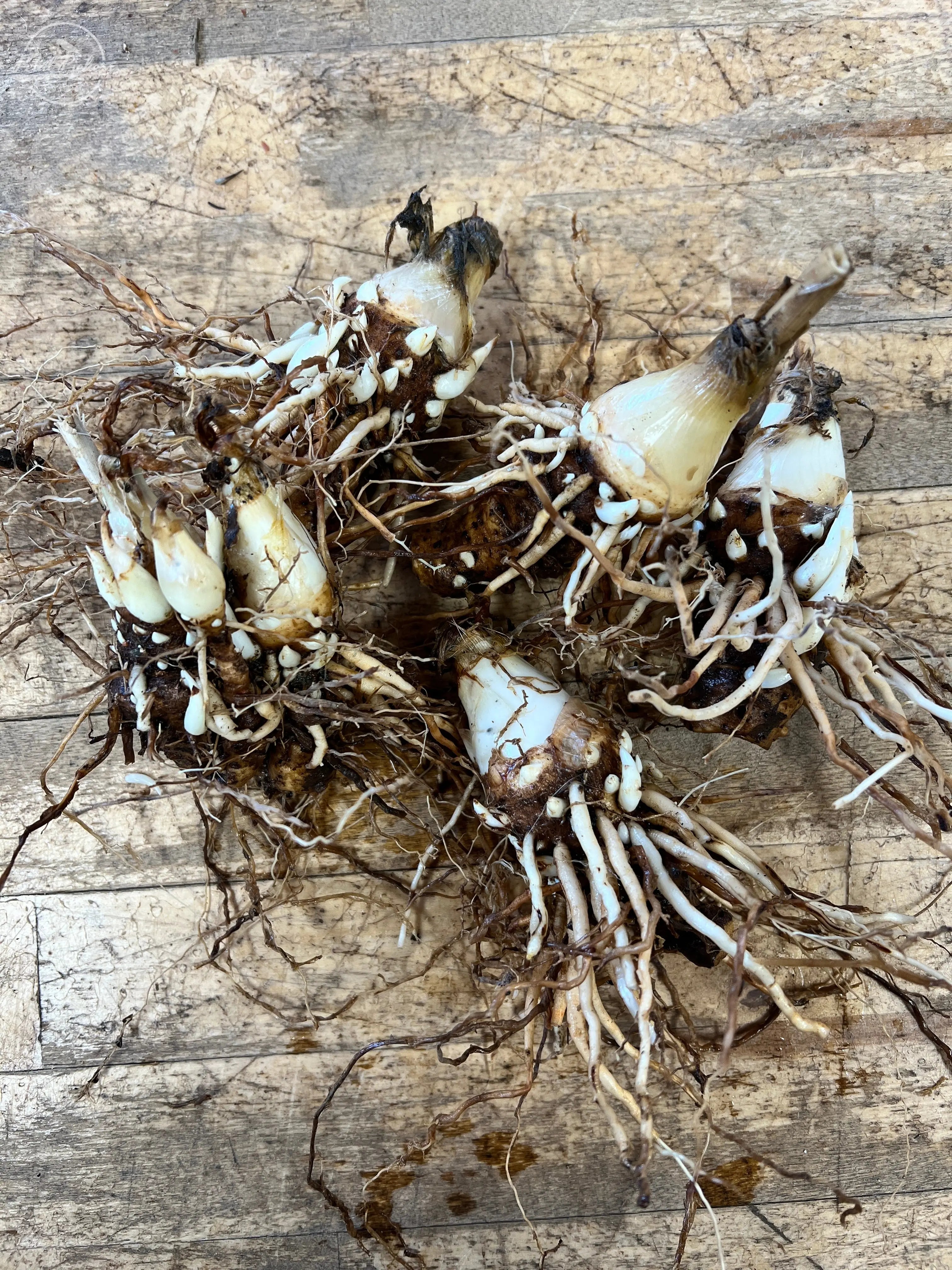 Tuberose 3-4cm Bulbs PetalPickers RETAIL
