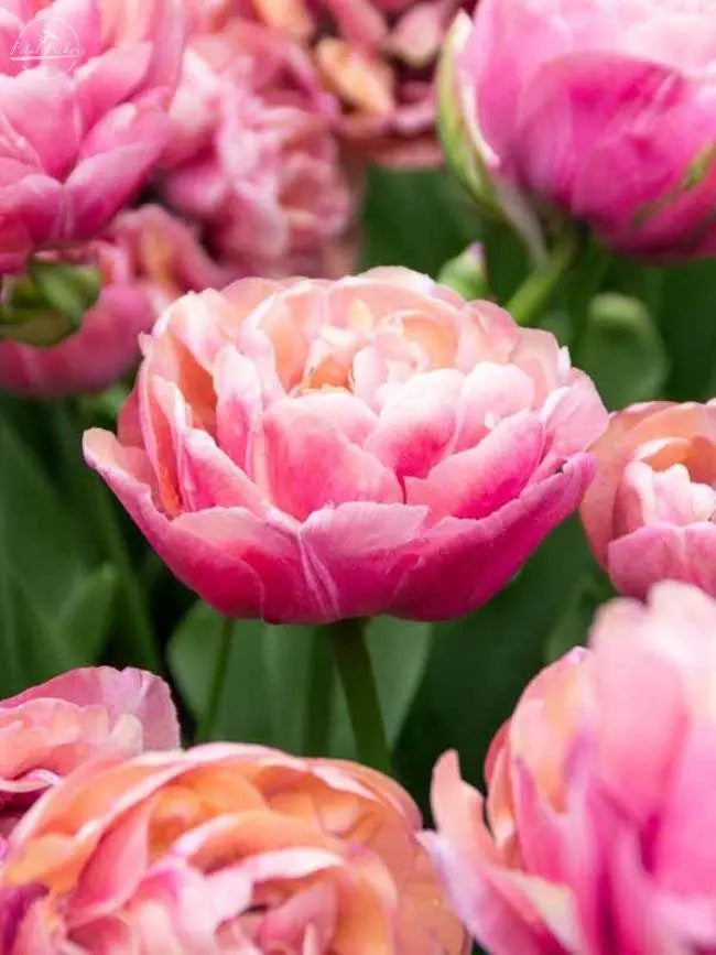 Tulip- Amazing Grace (10 Pack) PetalPickers
