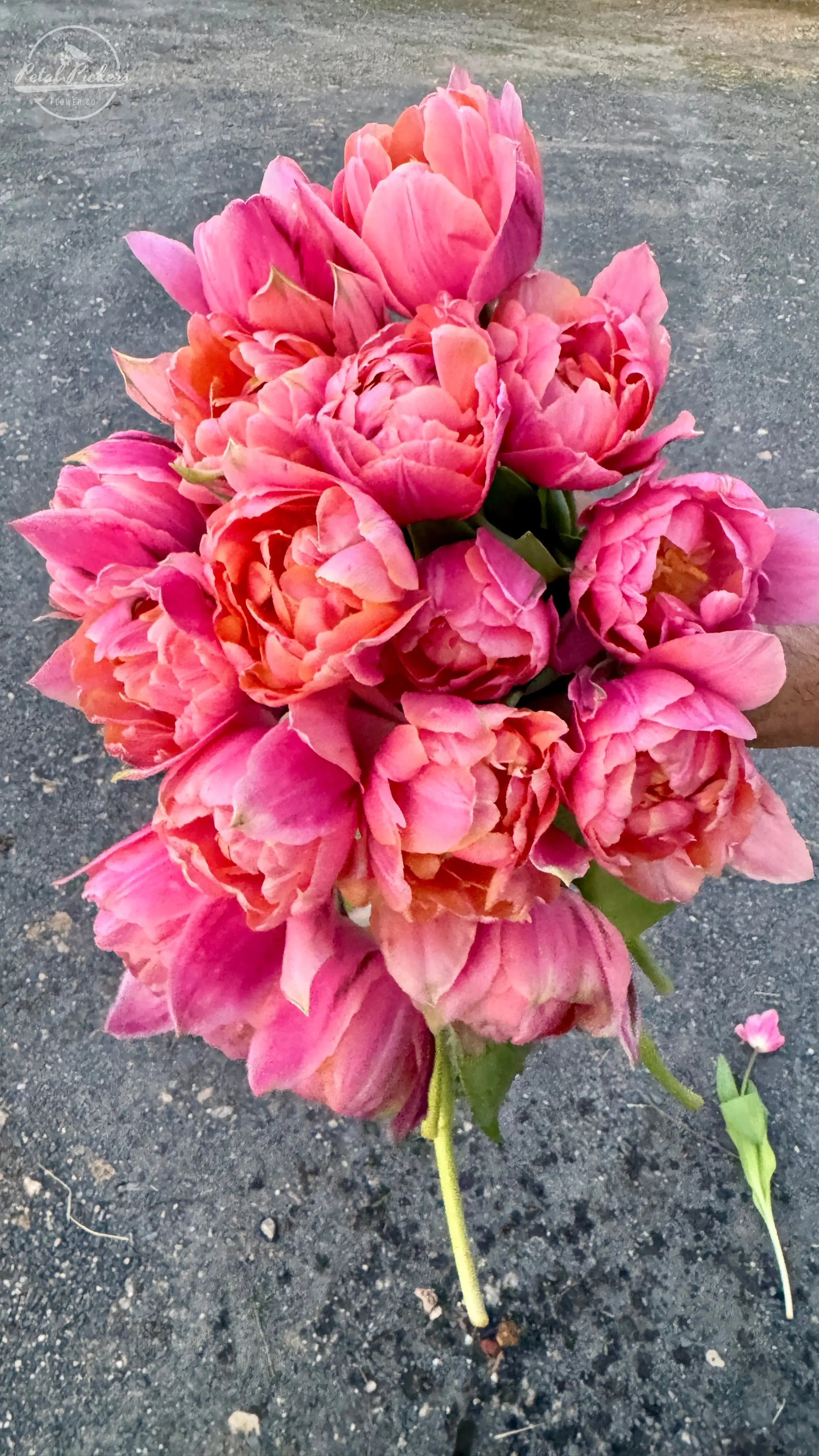 Tulip- Amazing Grace (10 Pack) PetalPickers