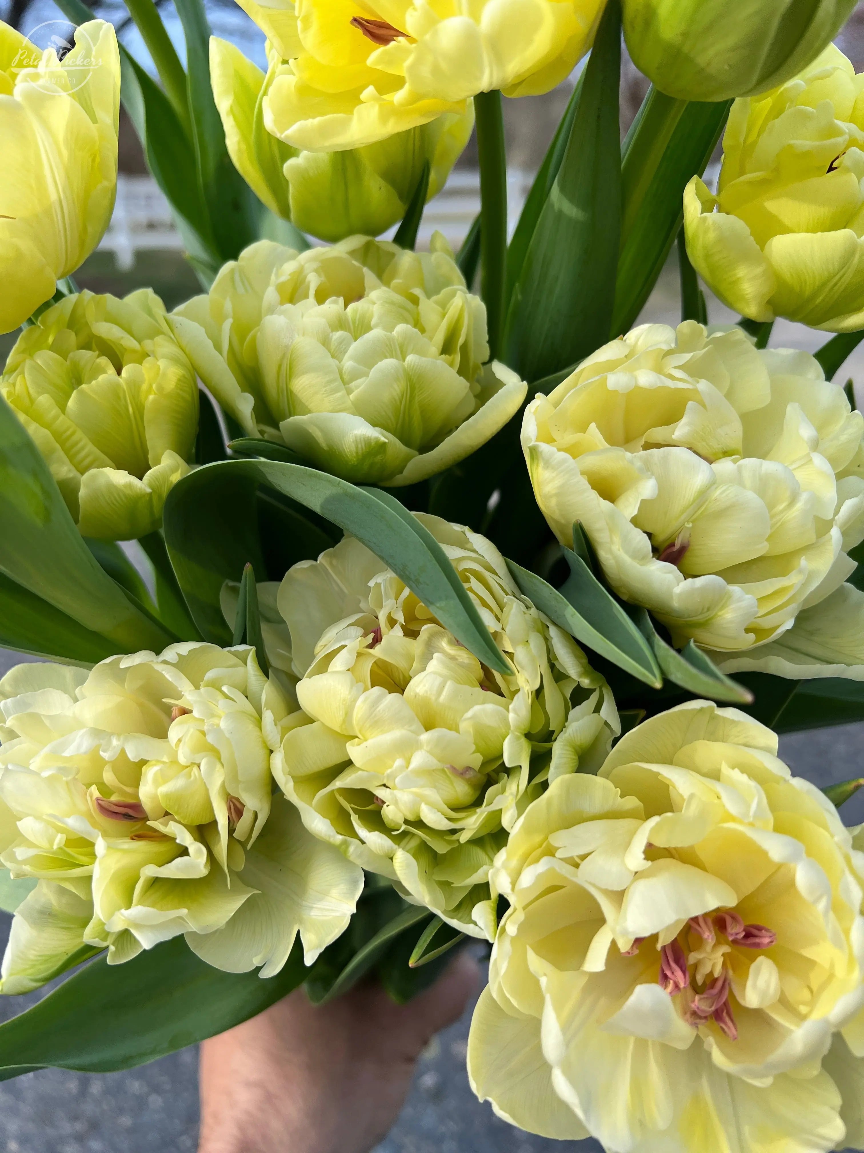 Tulip- Avant Guarde (10 Pack) PetalPickers RETAIL