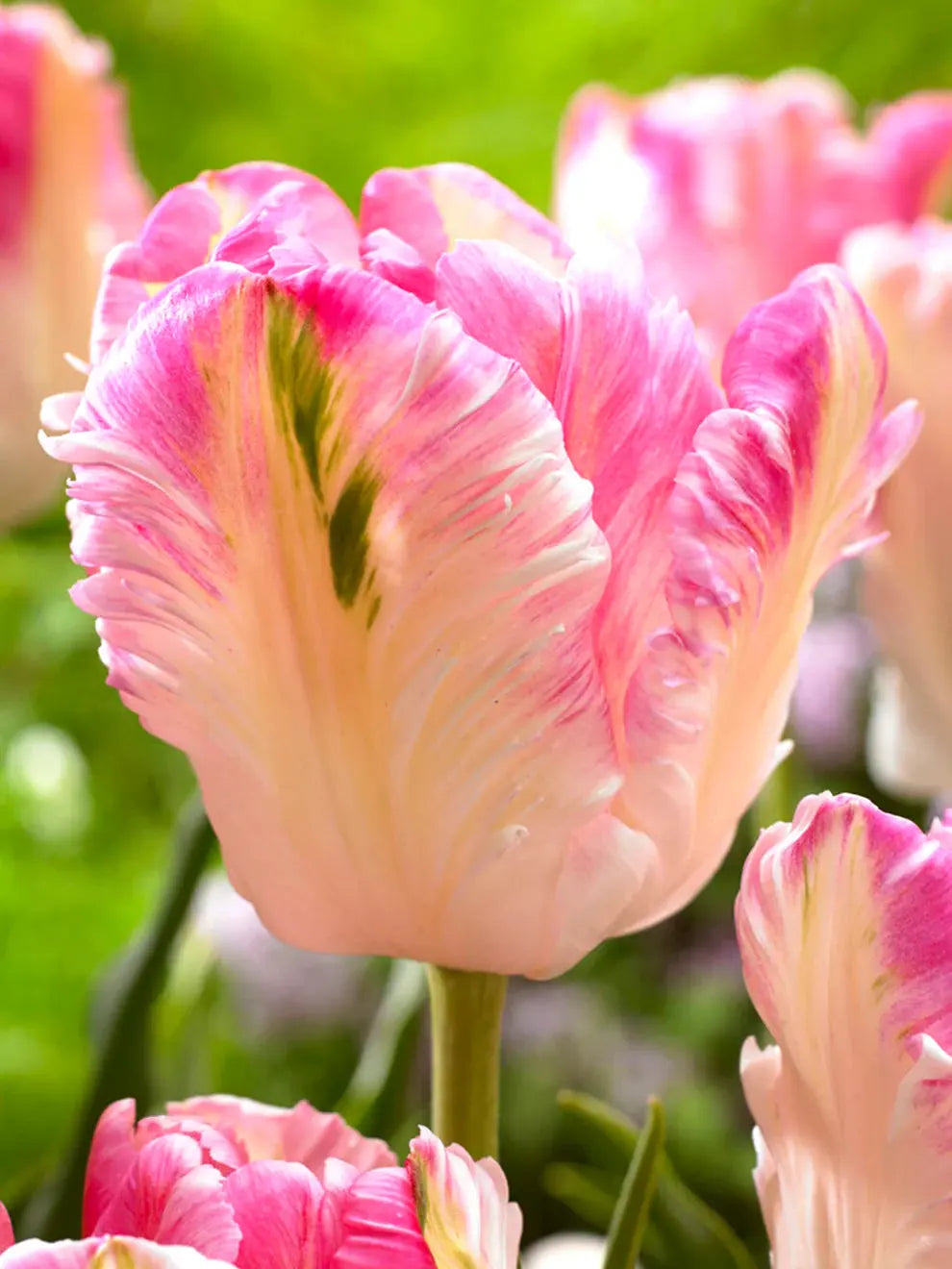 Tulip- Cabanna Parrot (10 pack) PetalPickers RETAIL