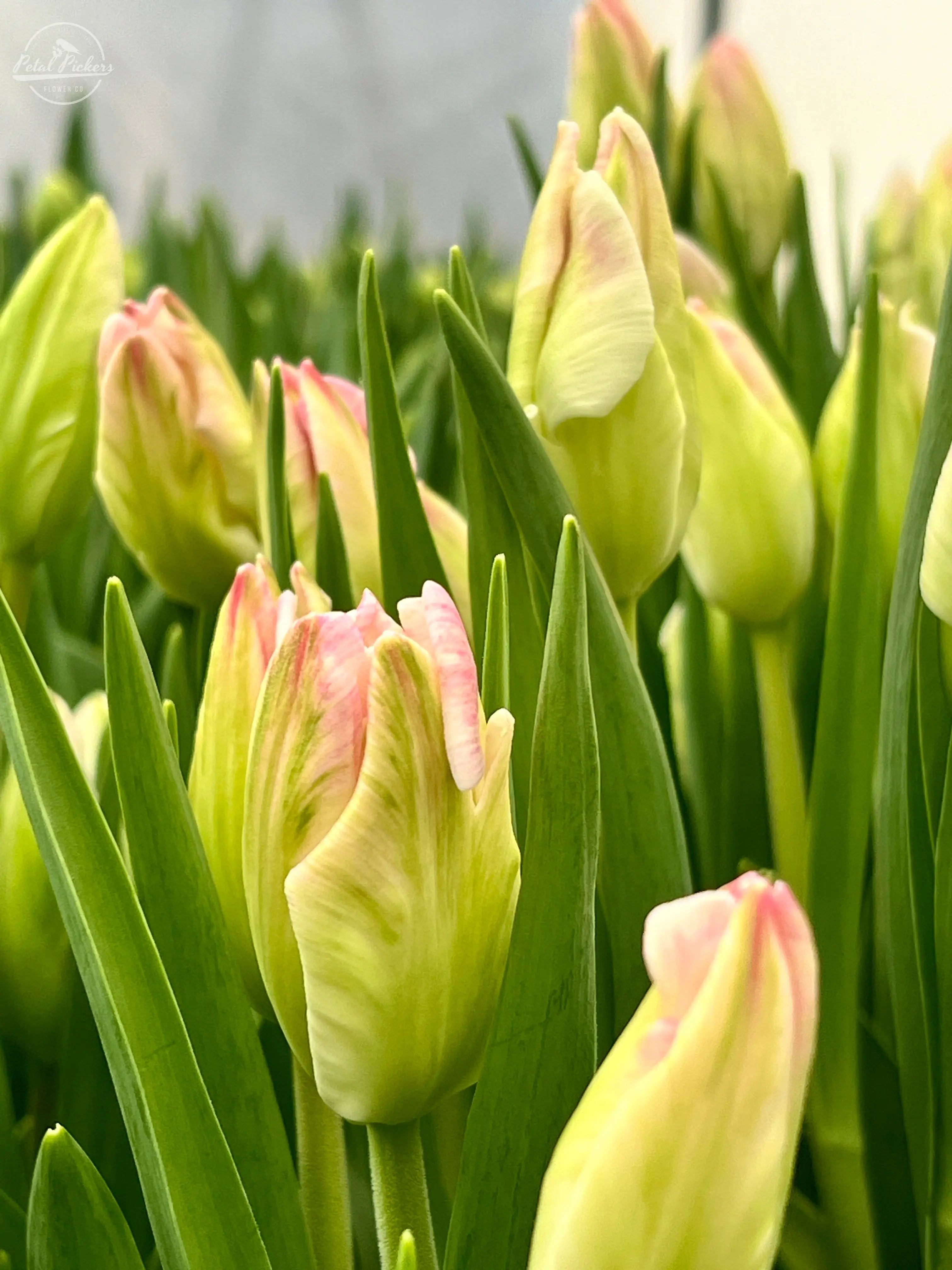 Tulip- Cabanna Parrot (10 pack) PetalPickers RETAIL